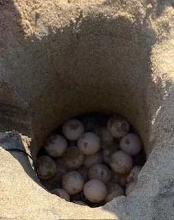 Nest N17 Nags Head
