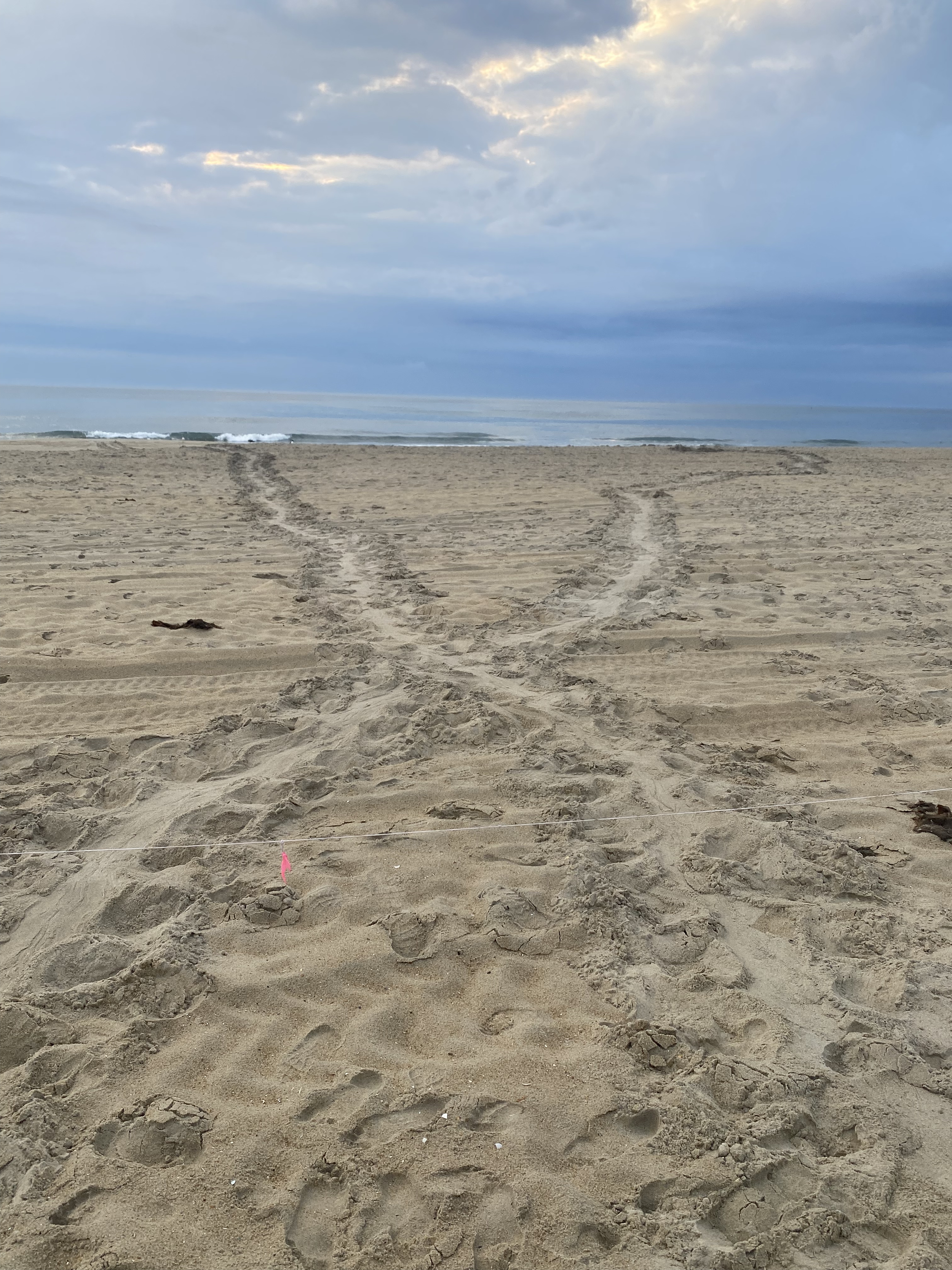 Nest 29 Nags Head