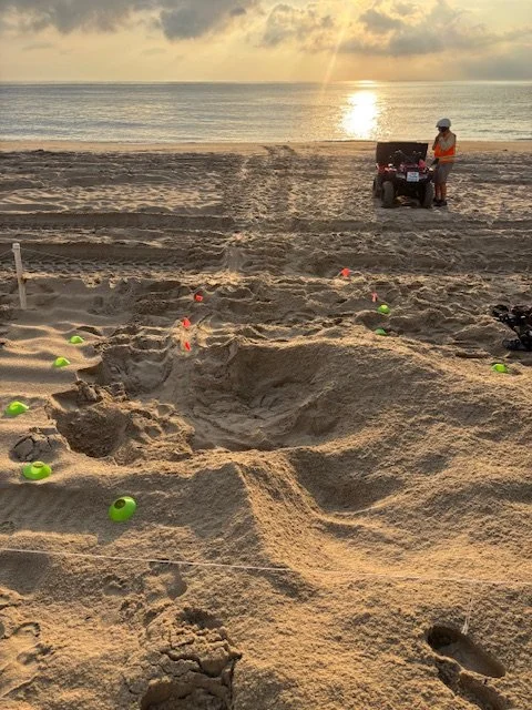 Nest N28 Nags Head