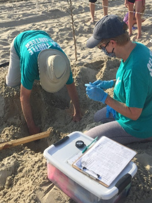 Empower Conservation | Network for Endangered Sea Turtles