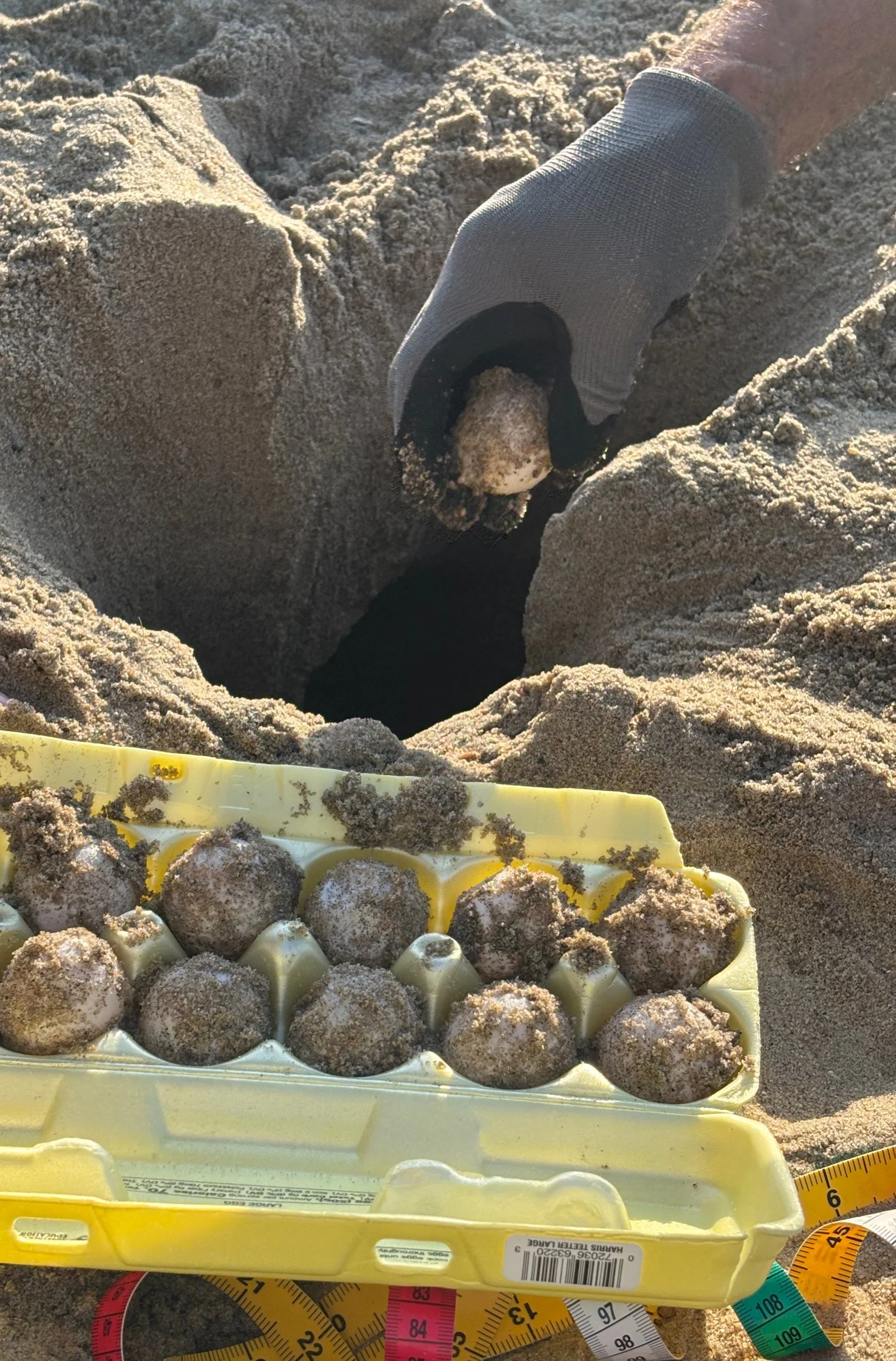 Nest N24 Kitty Hawk