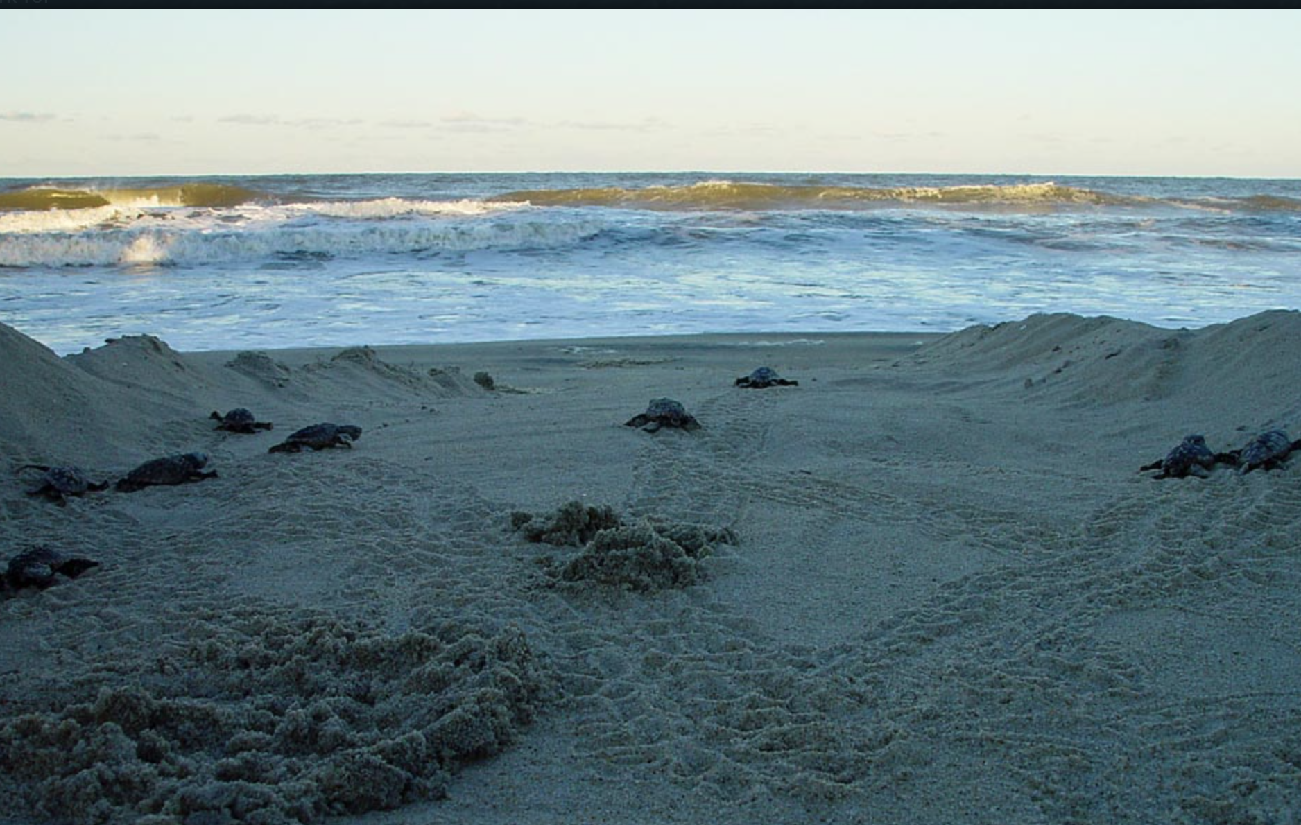 Hatchlings head down the runway