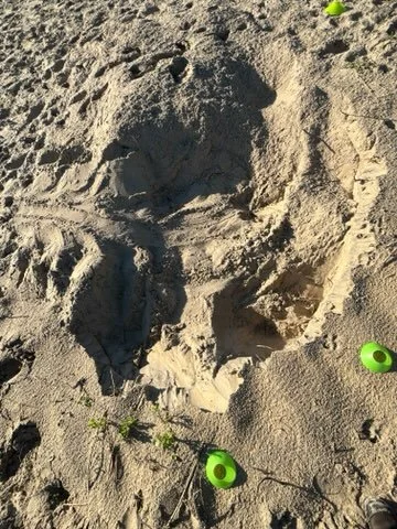 Nest N16 Nags Head