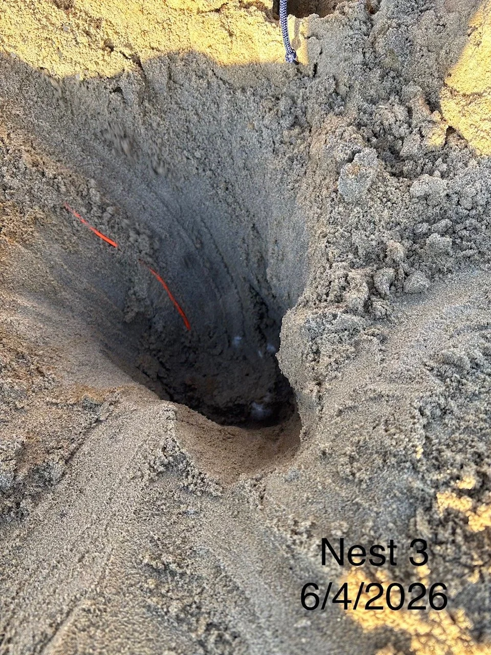 Nest N03 Nags Head