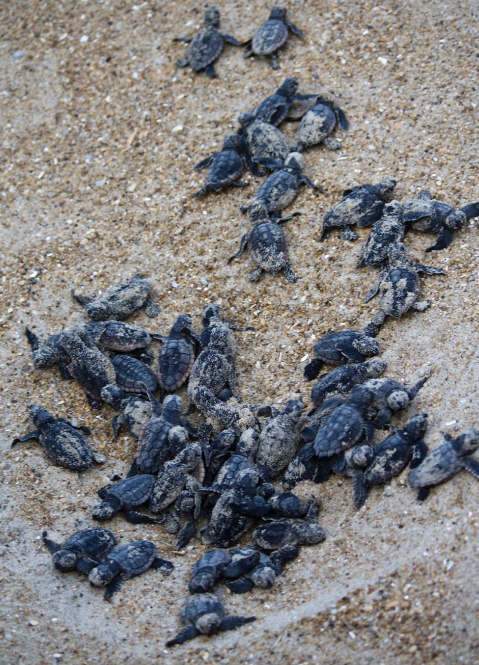 Hatchlings 'boiling' out of the nest