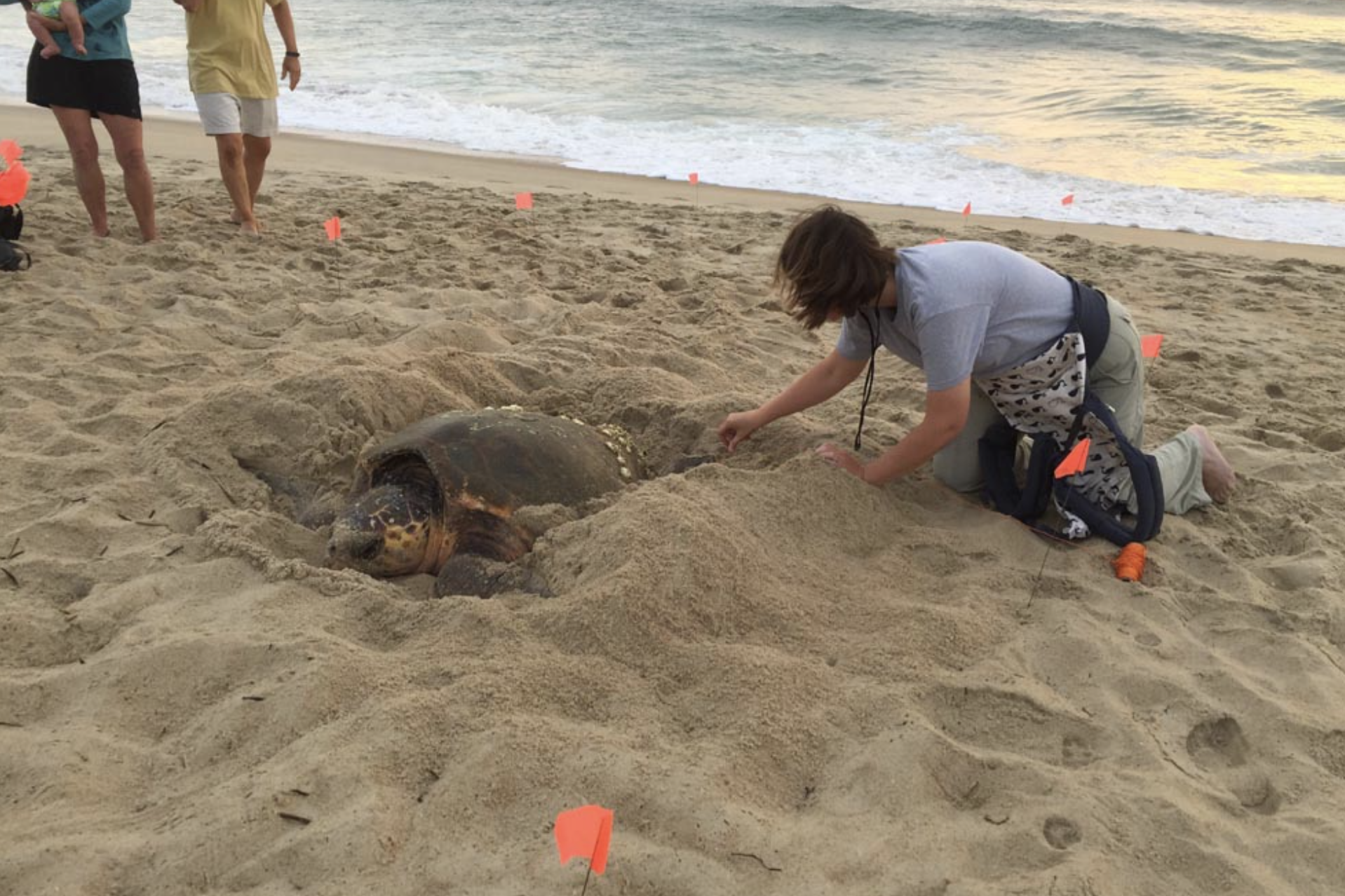 NC Wildlife biologist measuring Loggerhead