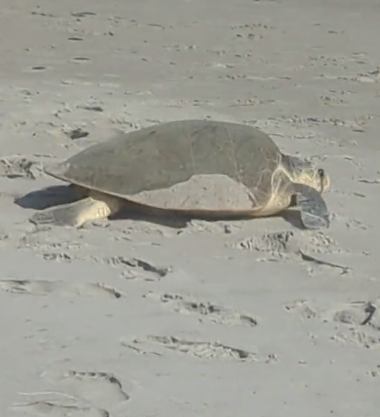 Sea turtle on sandy beach