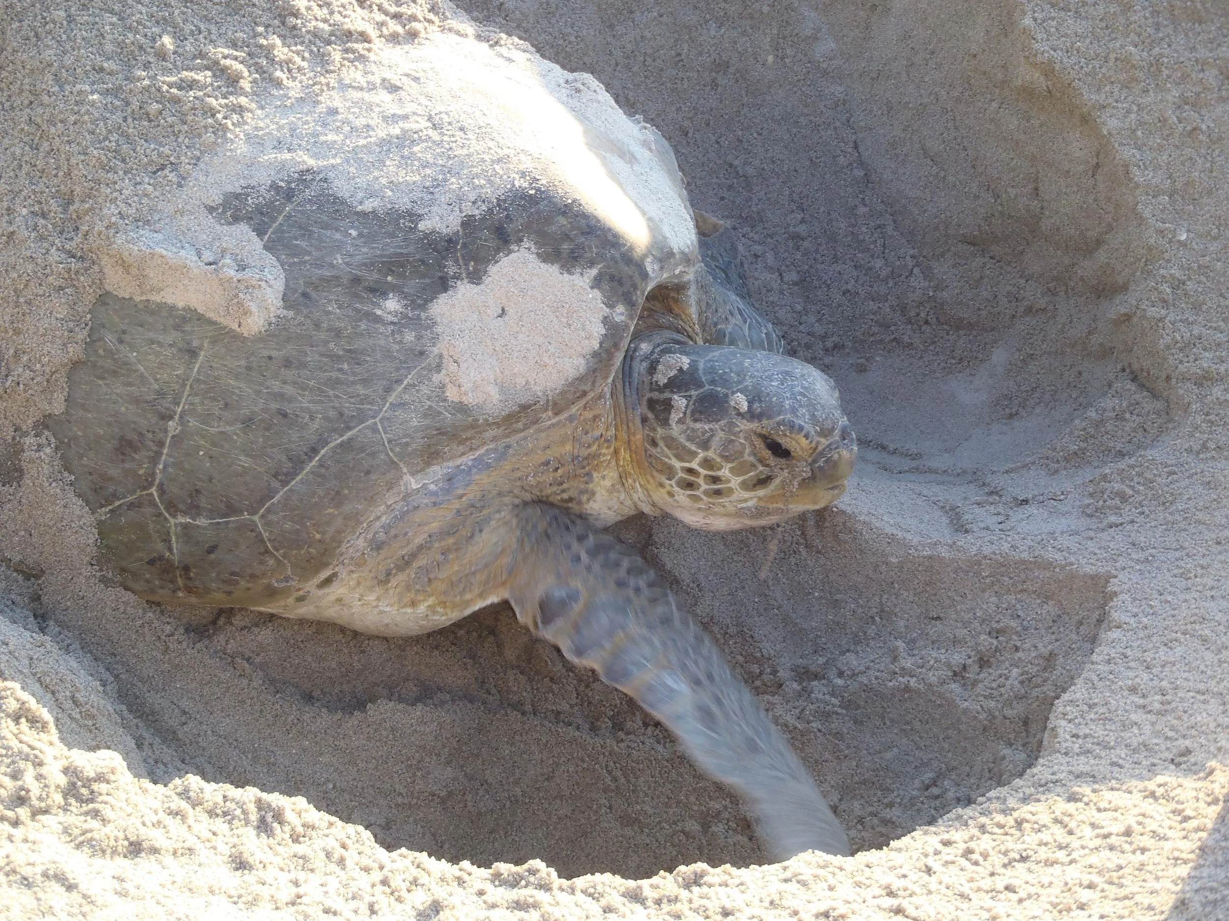 Female sea turtle on the beach digging her nest