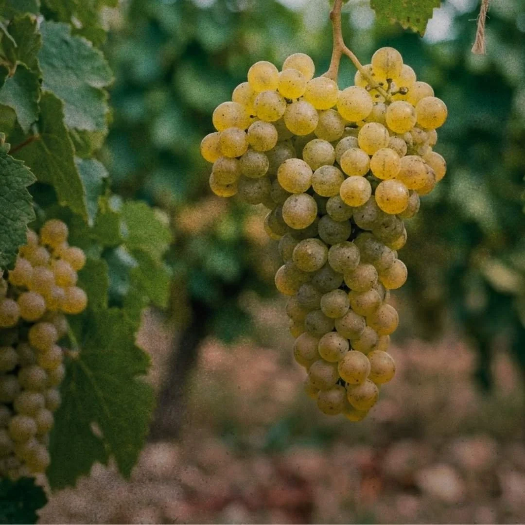Chenin Blanc
