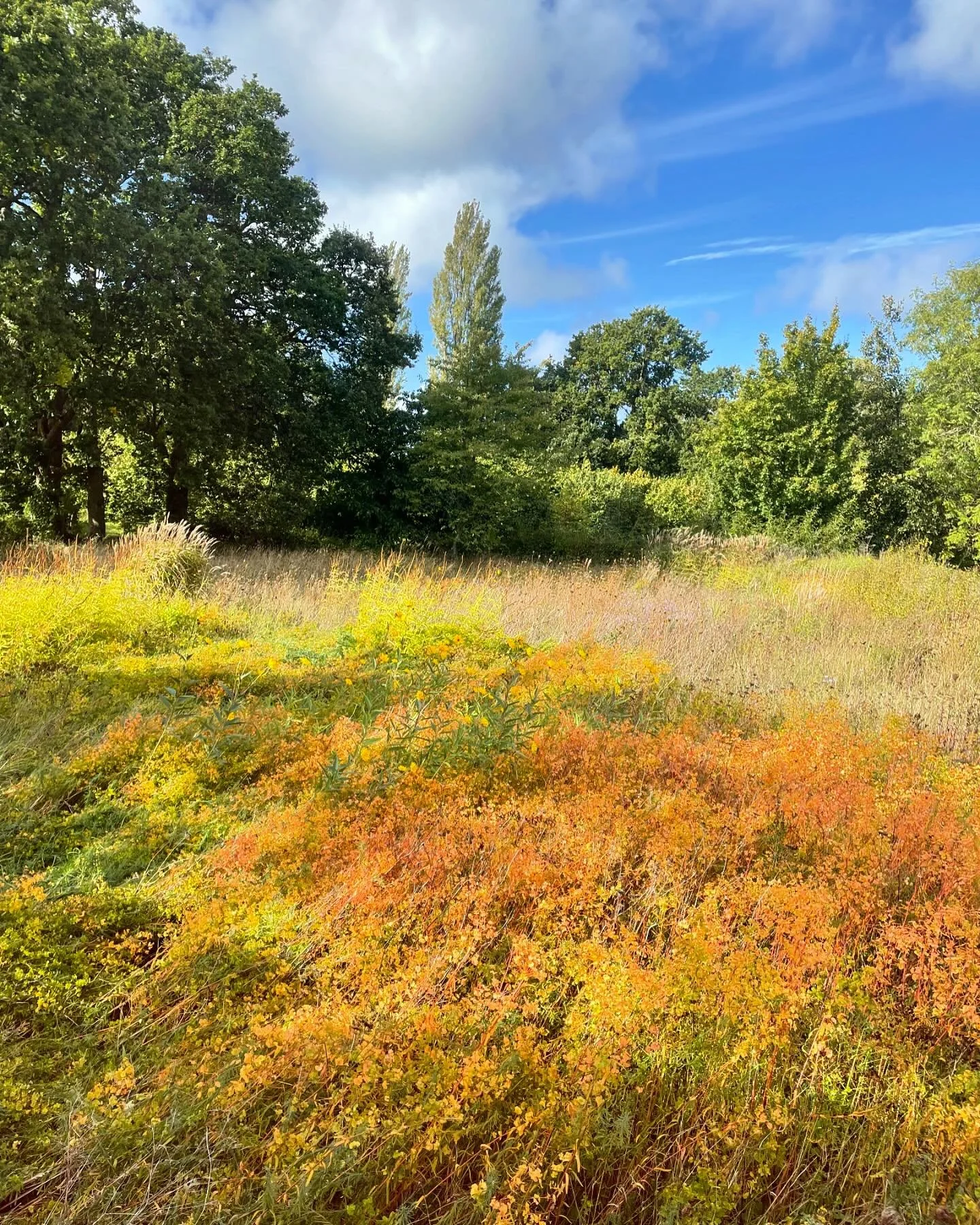 Euphorbia x pseudovirgata putting on an amazing autumn show. This is a pretty invasive species but it has been kept in check by the challenging soil conditions. This prairie was once a sand school for training horses and rather than replacing the soi