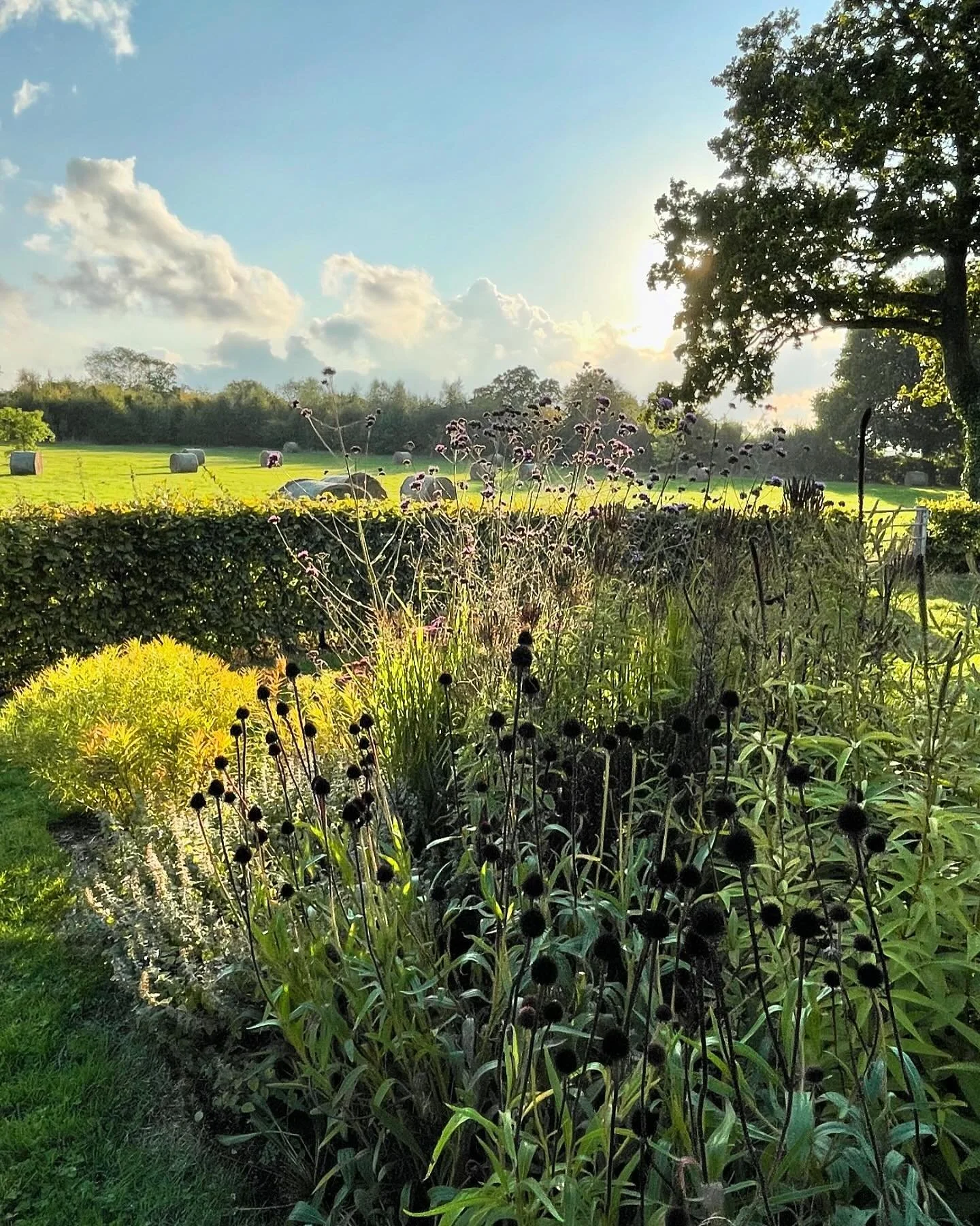 Low Autumn light illuminates the remains of summer