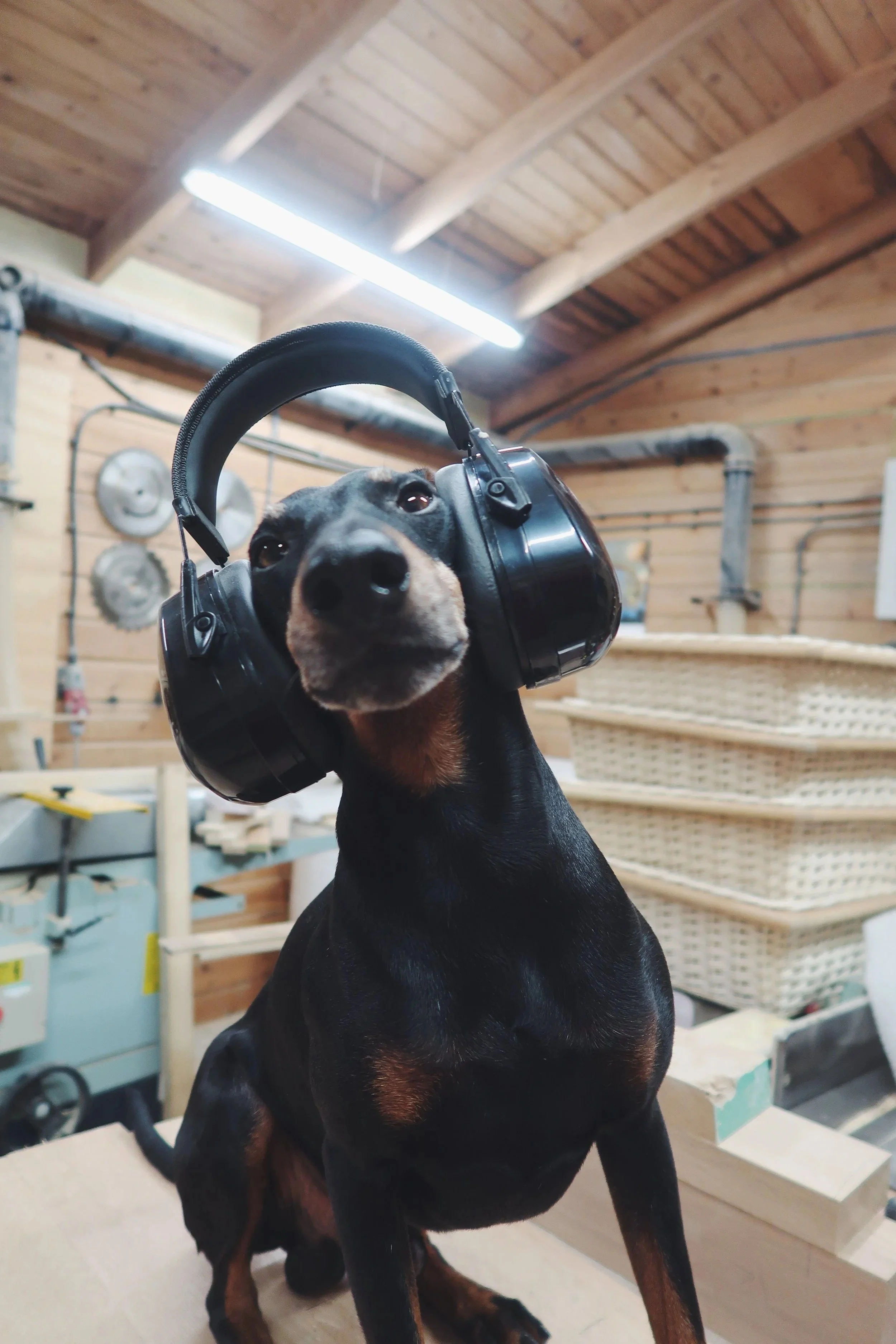 A black and tan Doberman dog wearing a large pair of black noise-canceling headphones sitting in a workshop or craft room.
