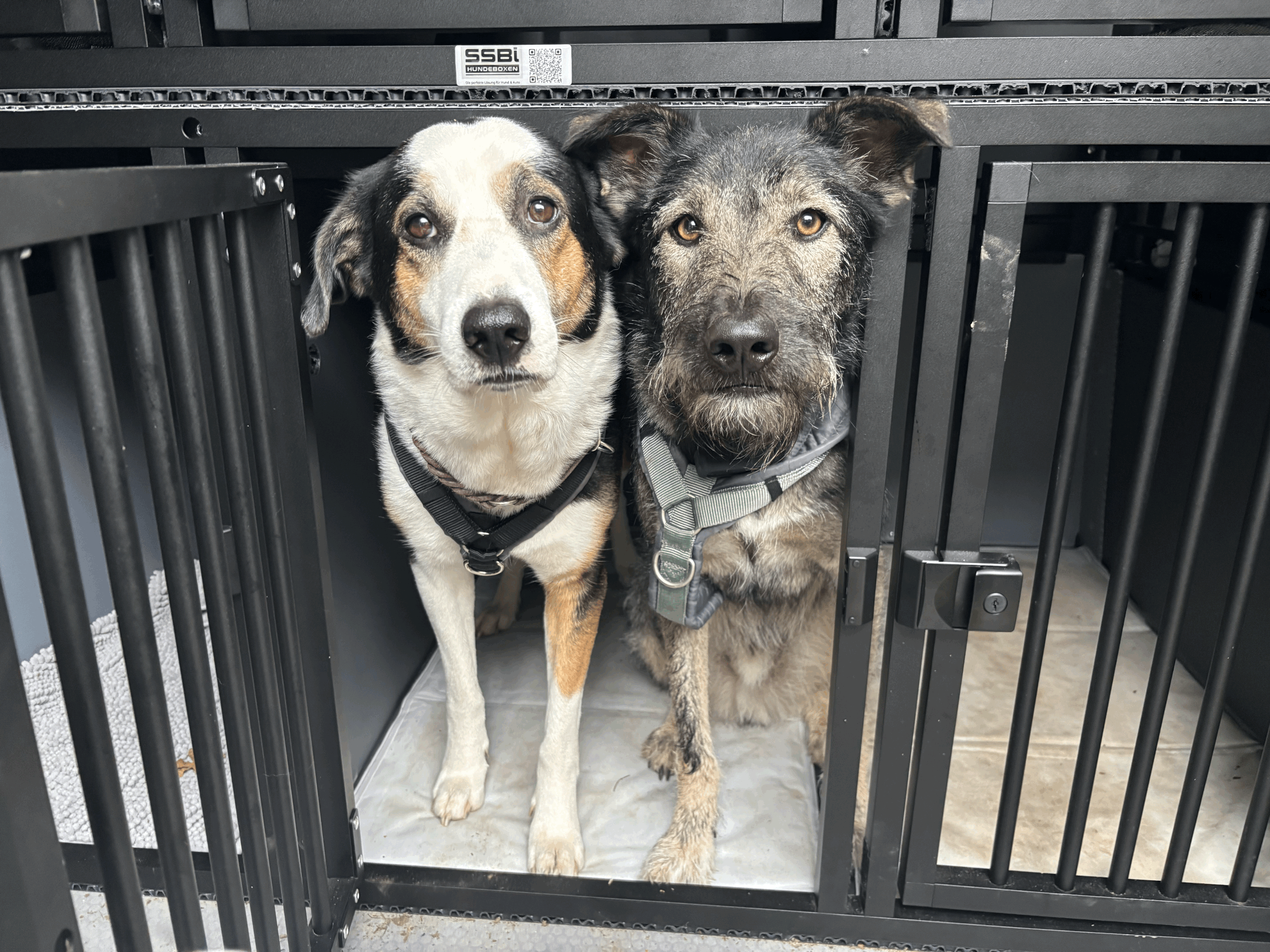 Wie wird mein Hund transportiert? 