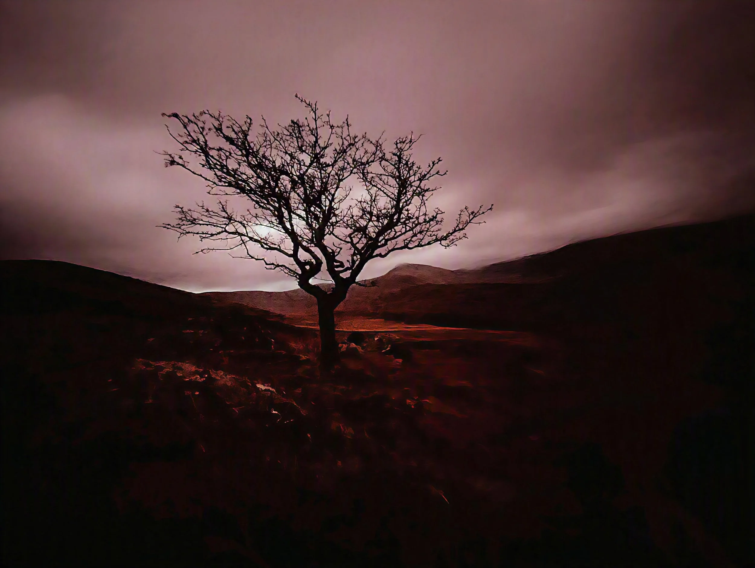 tree two.JPG