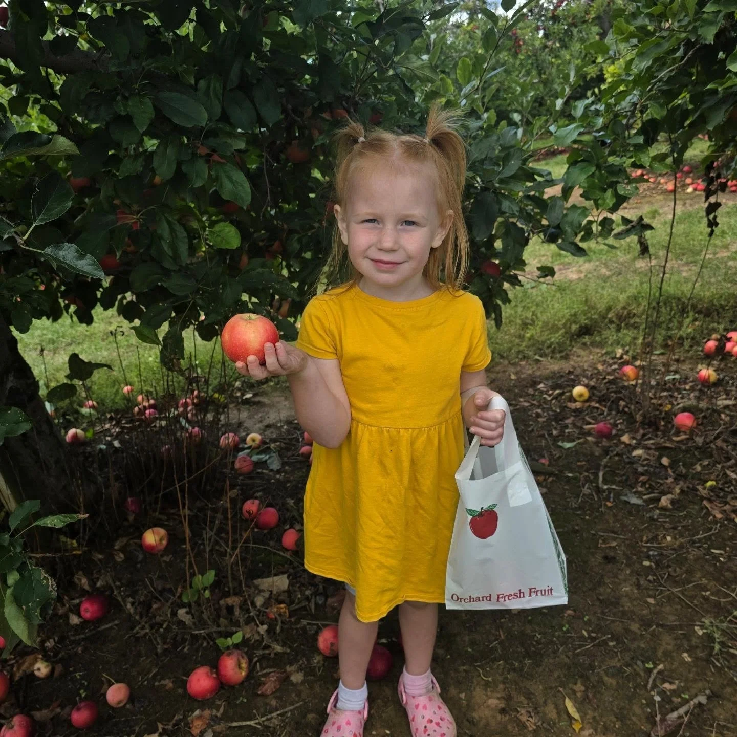 🍎🥧🍃🌻❤️