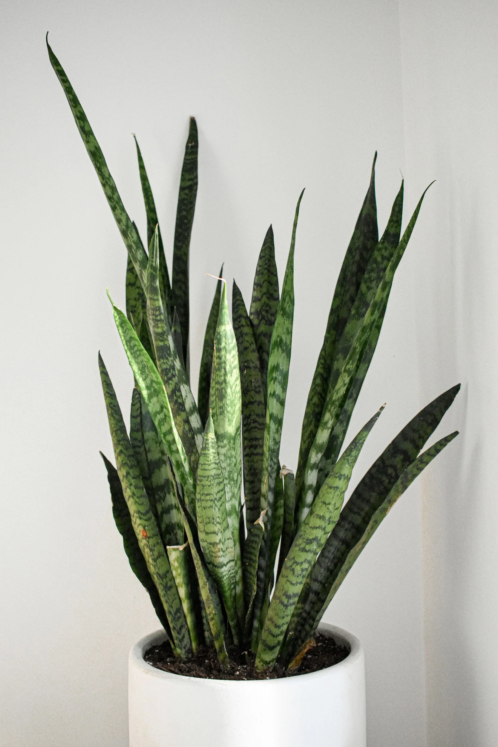 A snake plant with long, green, sword-shaped leaves with dark green horizontal stripes, planted in a white pot against a plain white wall.