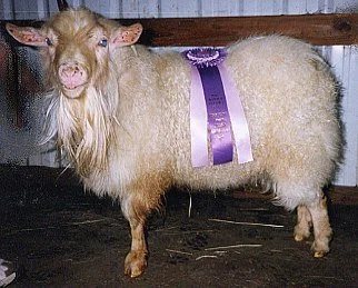 Grand Champion Buck Eyore.