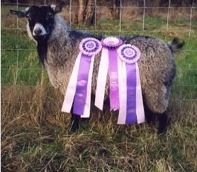 Photo of champion doe Windshadow's Prancer.