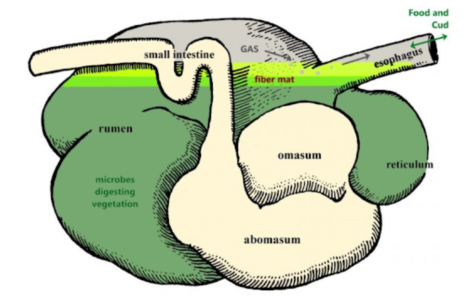 Goat Bloat: Symptoms, Treatments
