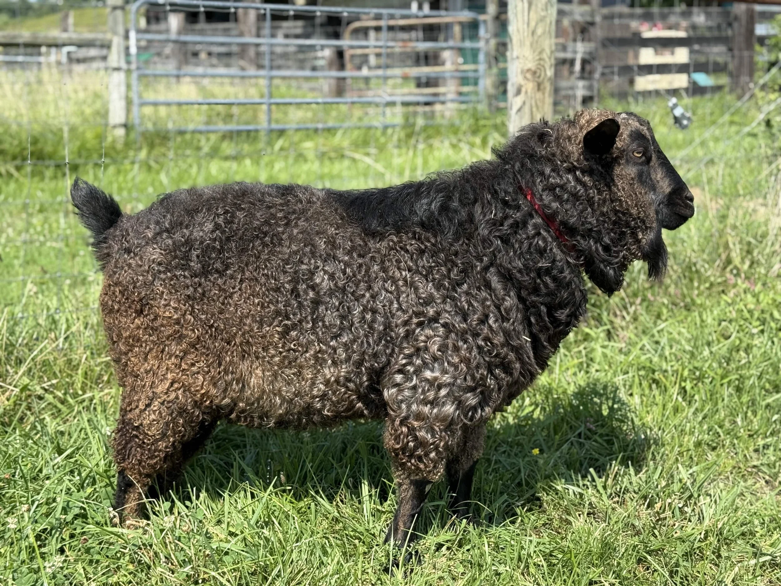 Herd Improvement: Selective Breeding