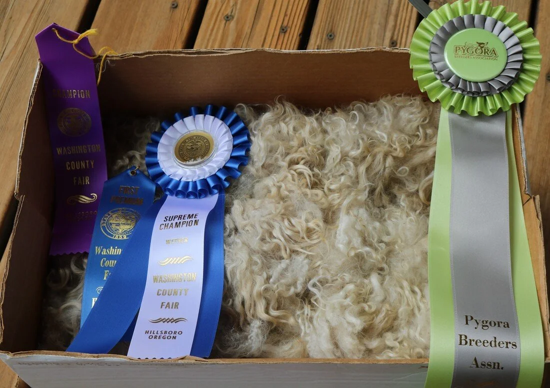 Washington County Open Pygora Goat and Fleece Show