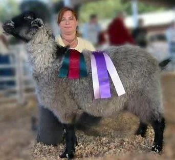 Grand Champion Wether Hollyhock Hollow Moose