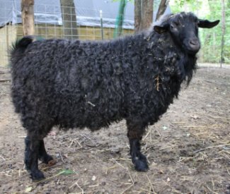 Black Fleece