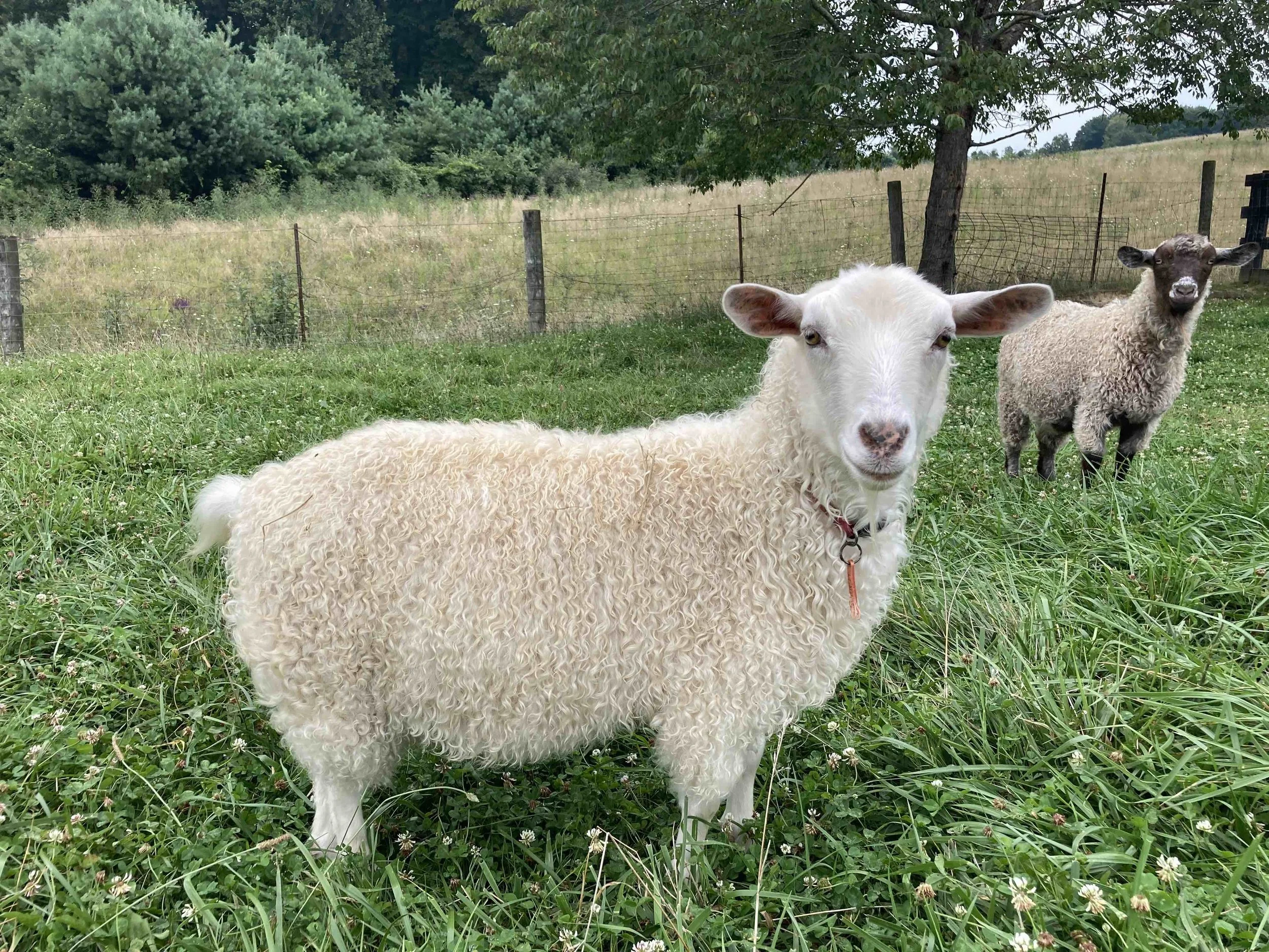 PGCH-F Mountain Meadow Farm Tiny Dancer