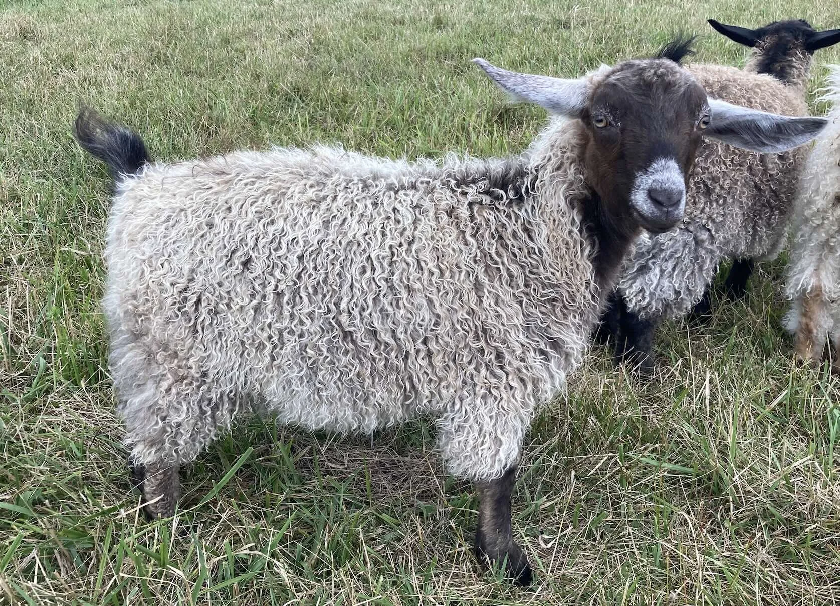 Photo of Pygora doeling with caramel fleece standing in field.