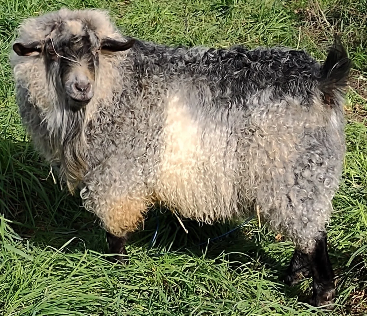 Grand Champion Buck Junio.