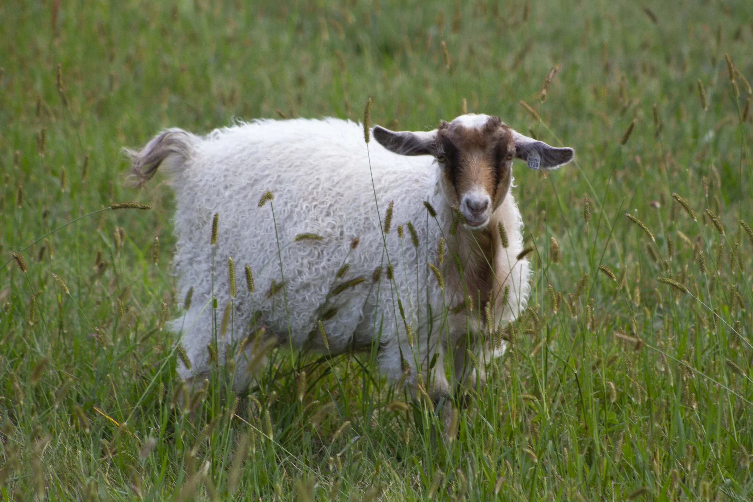 Pygora goat with light caramel fleece standing in a field.