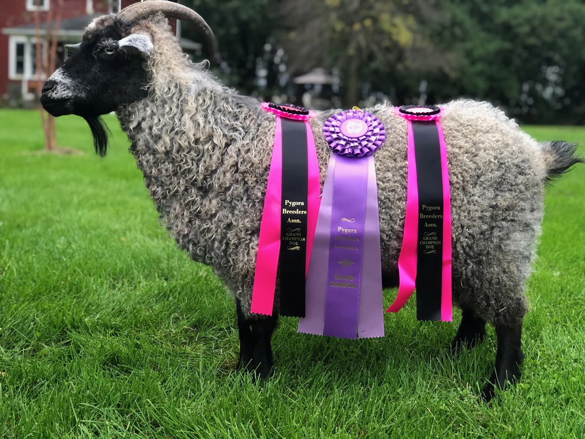 Grand Champion Doe Emma