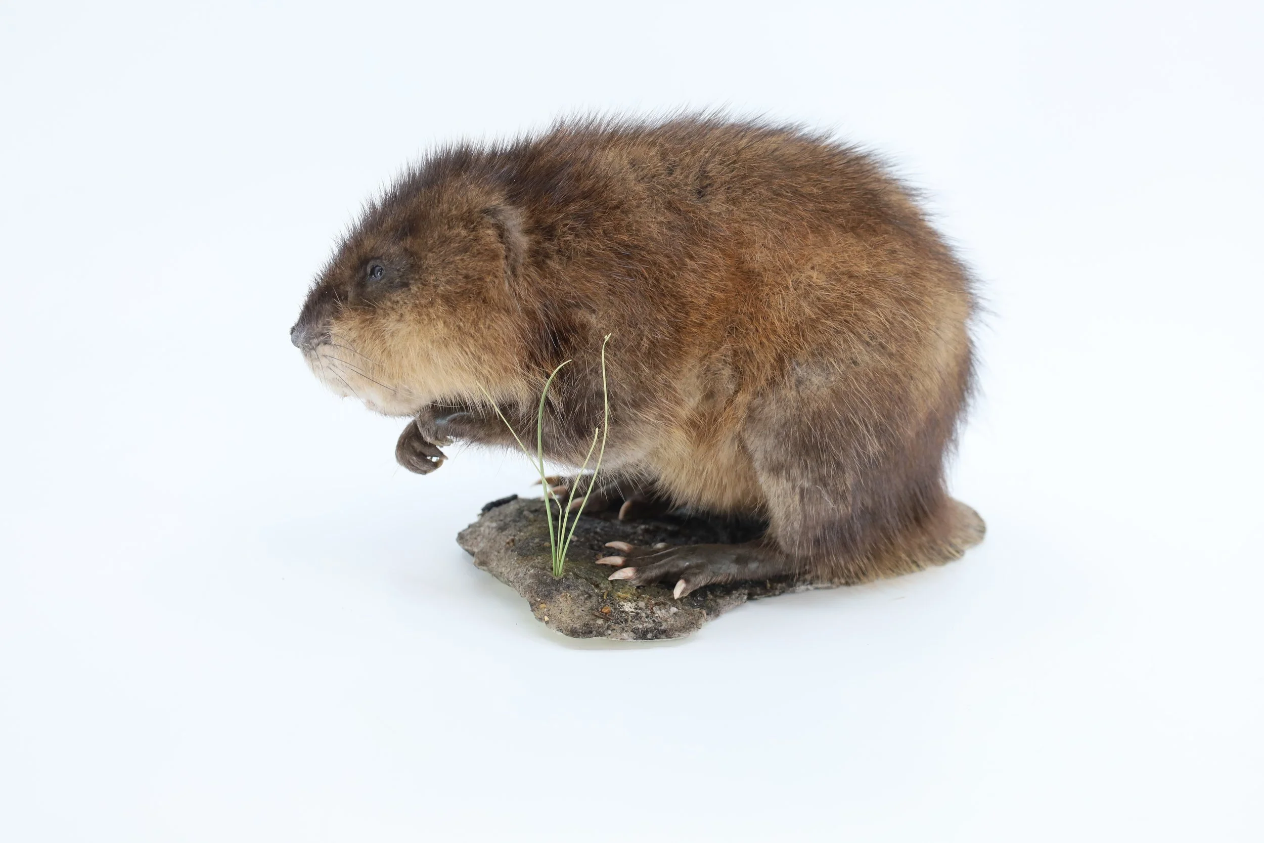 %p Dermoplastik Bisamratte nicht ausgestopft