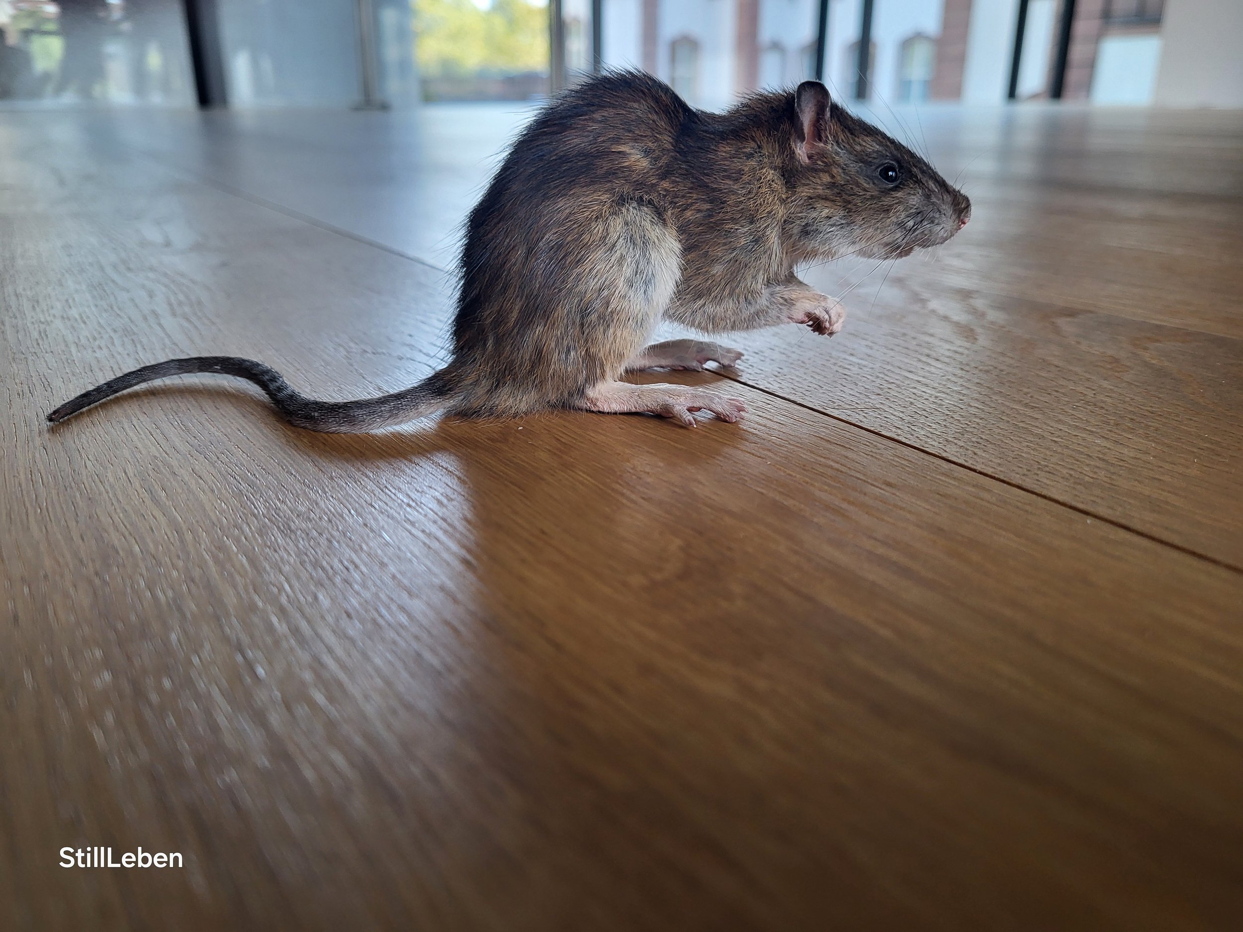 %p Tierpräparation lernen Ratte