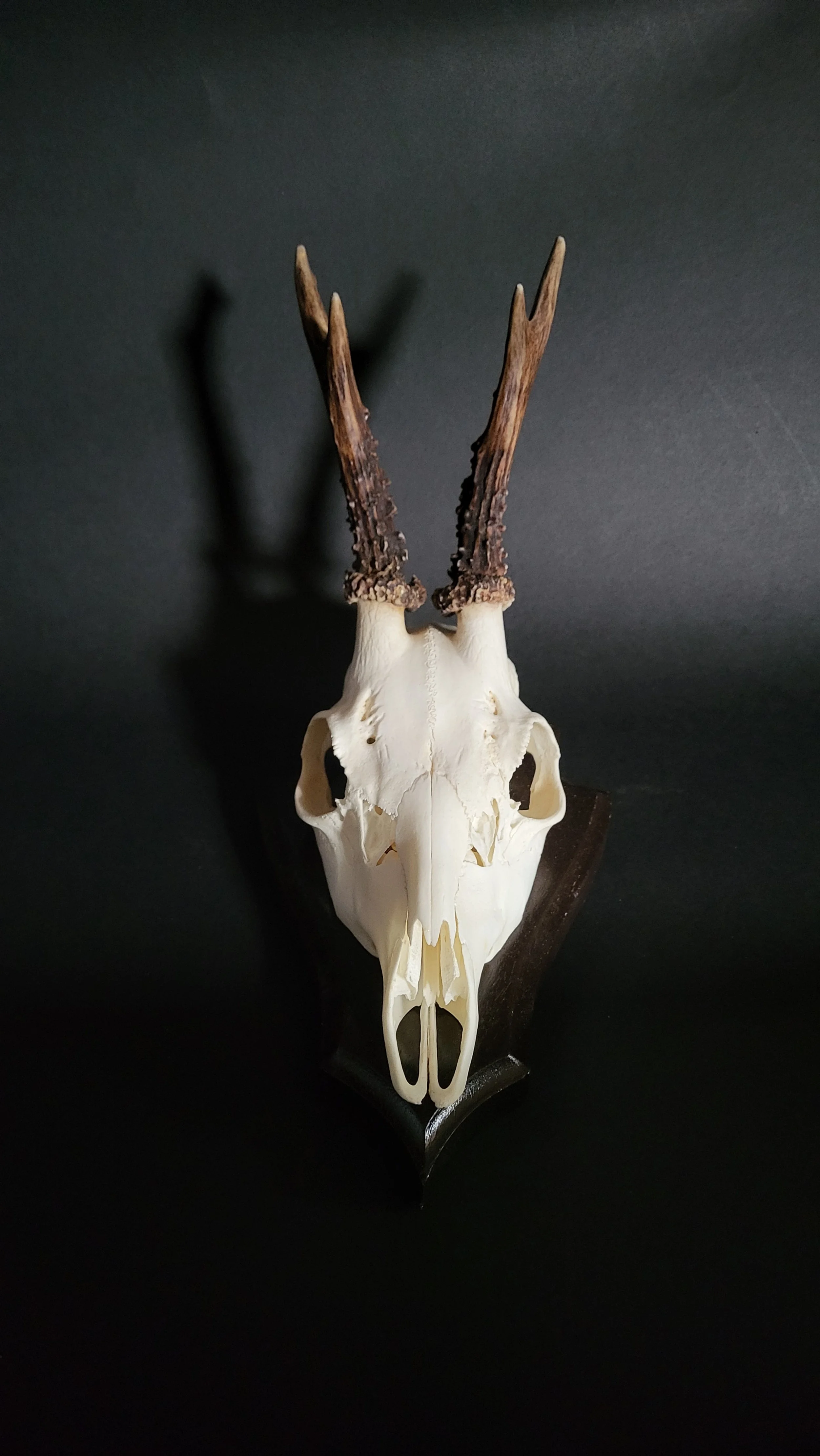 Rehbock Trophäe Präparat