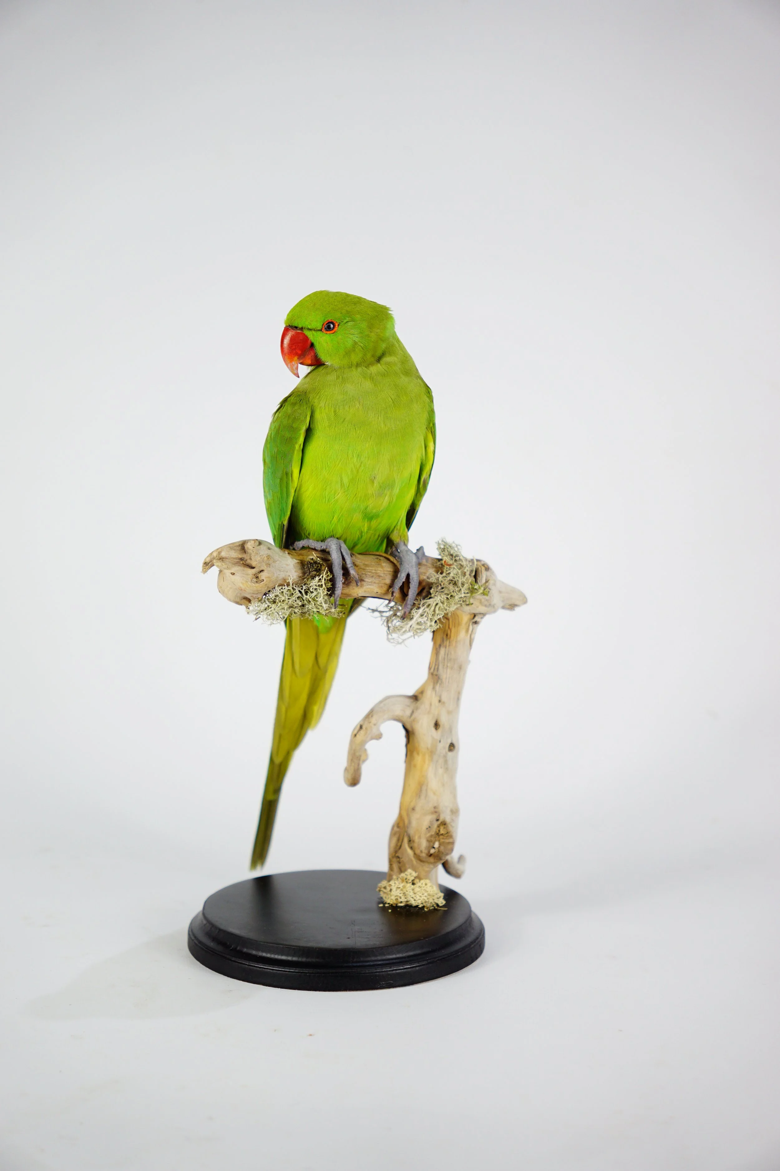 %p  Halsbandsittich Tierpräparat