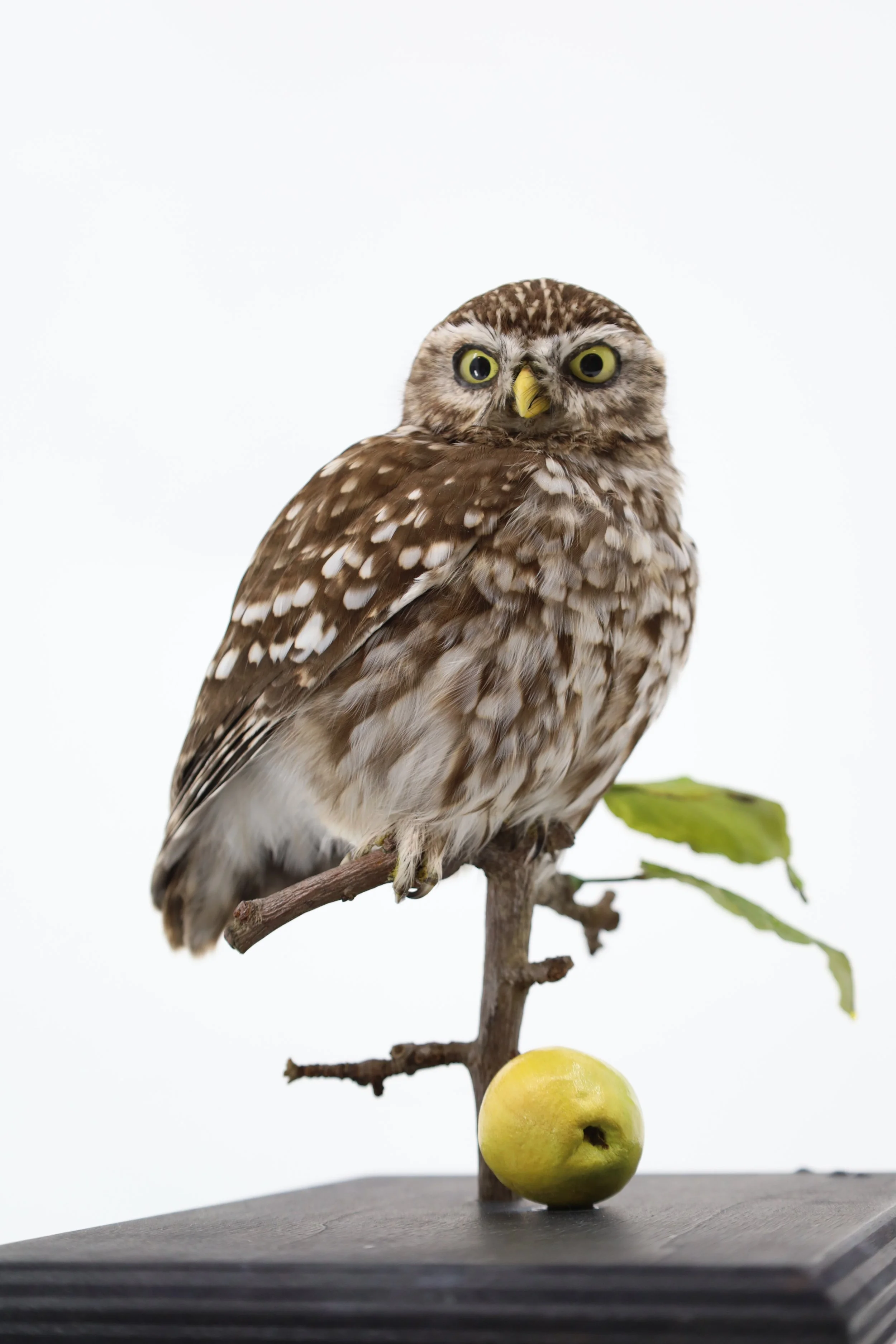 %p  Vogelpräparat Waldkauz