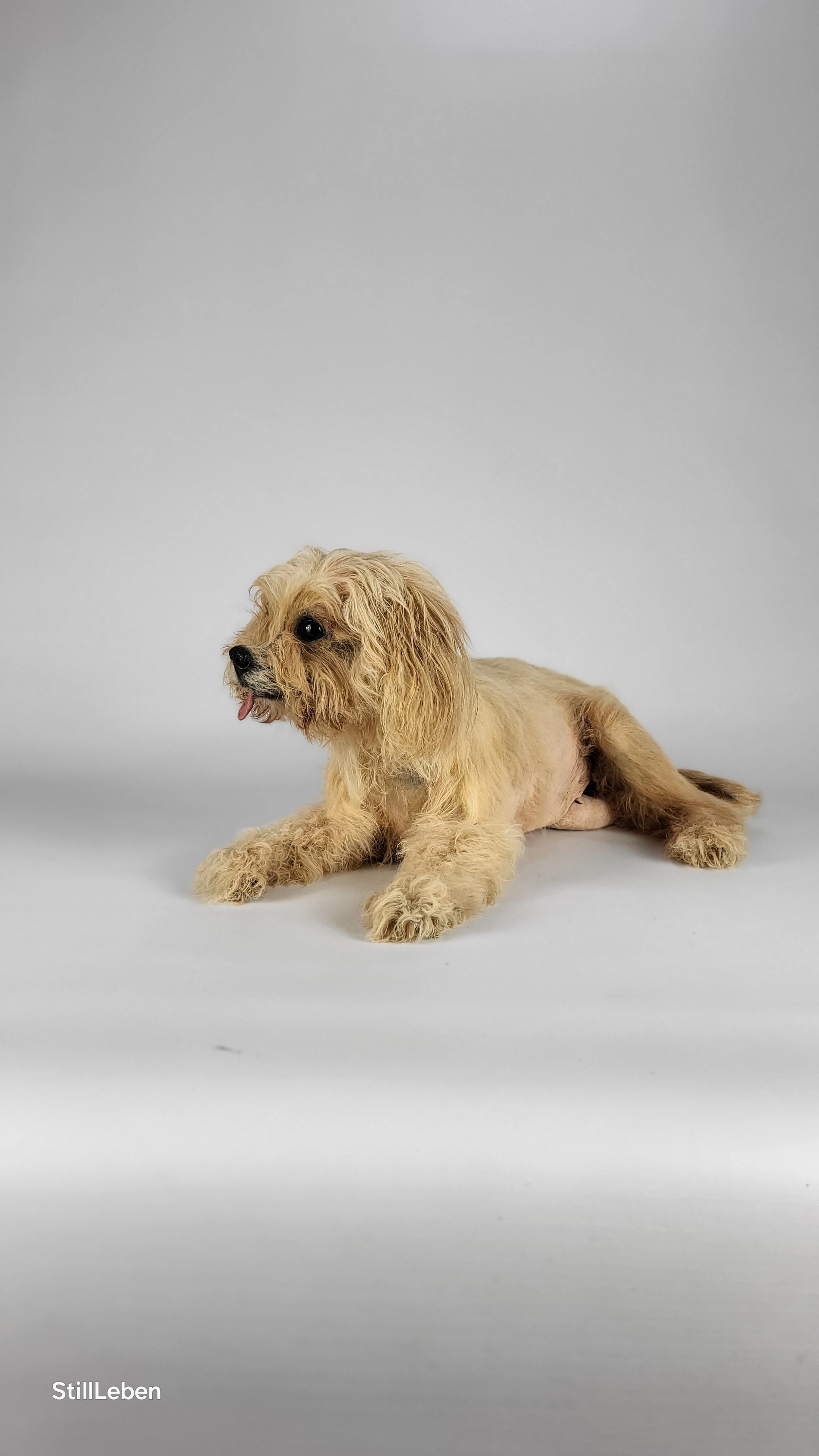 Haustierpräparat Hund: Kleiner Hund mit zotteligem Fell liegt auf einem weißen Hintergrund.