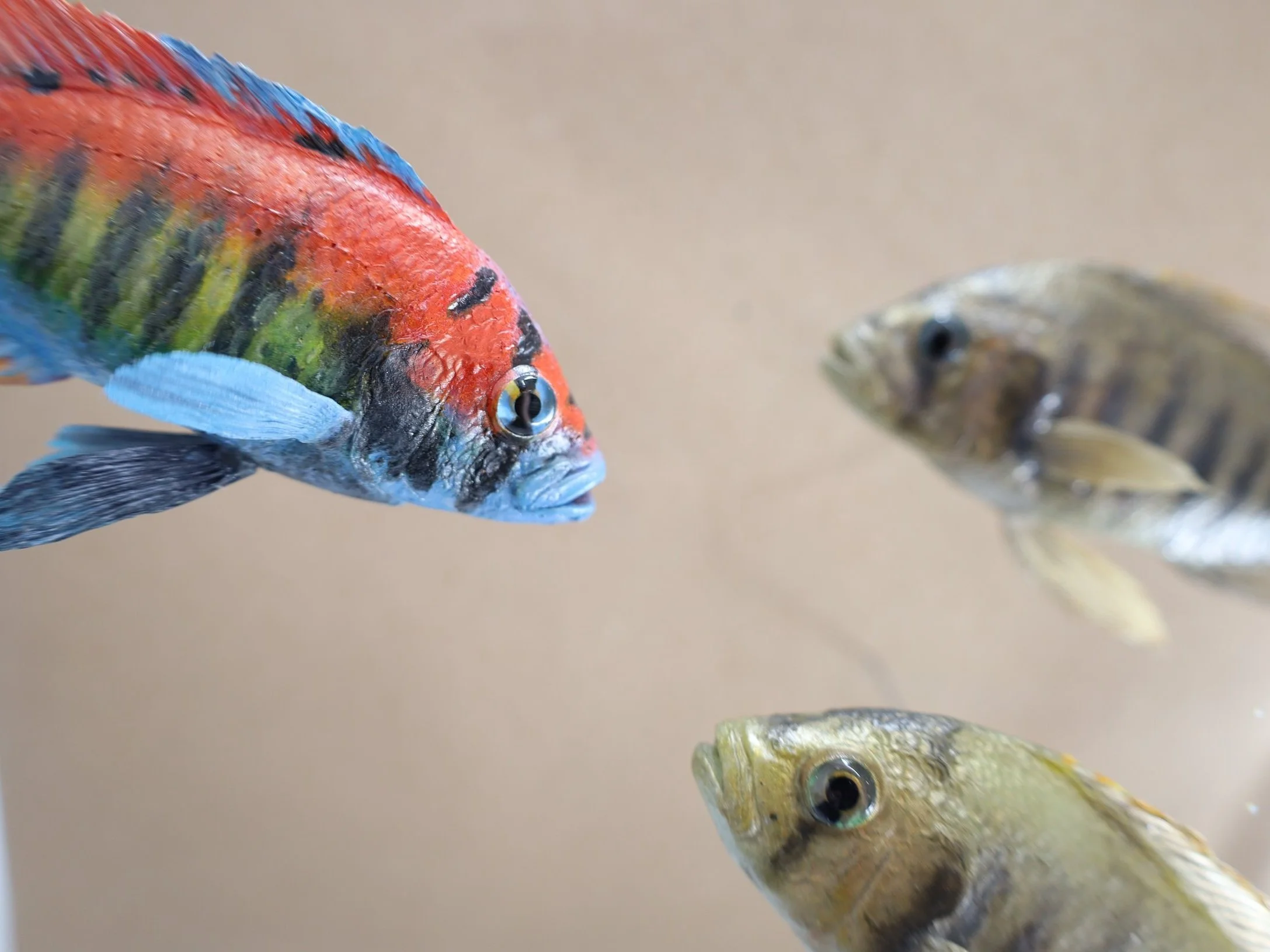 %p Abguss Victoriaseebuntbarsche, Fischpräparation