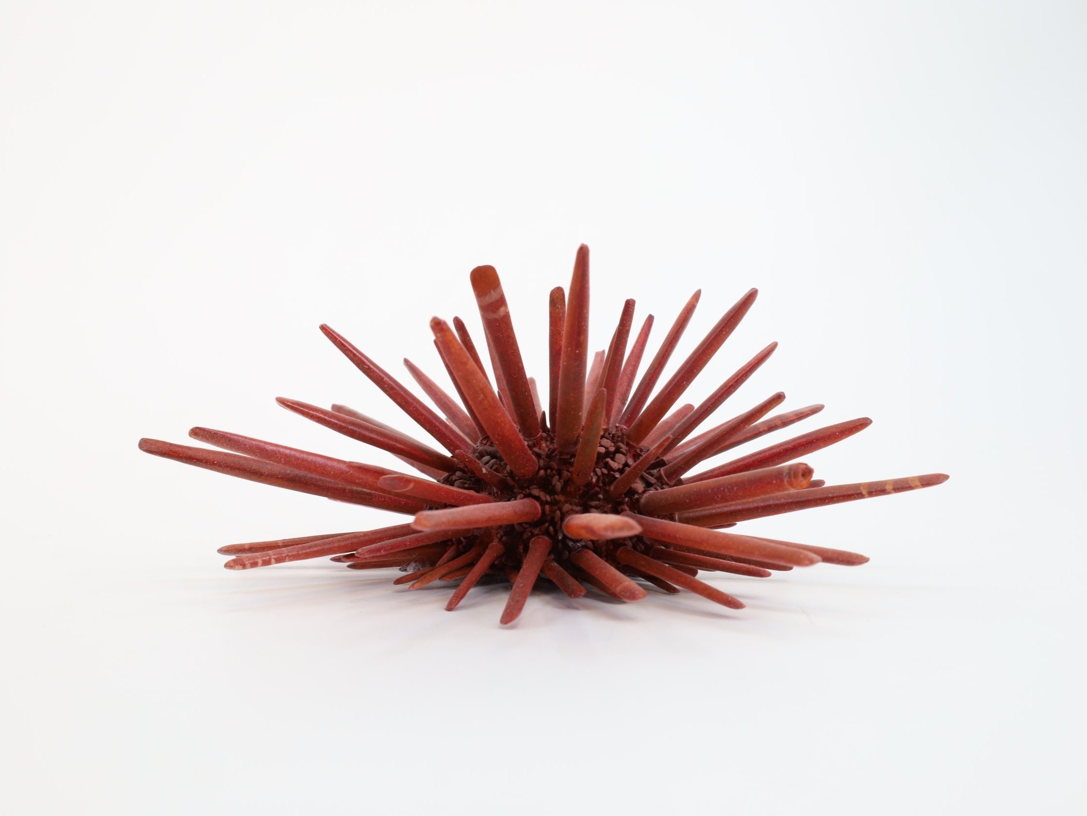 %p Pencil Seaurchin