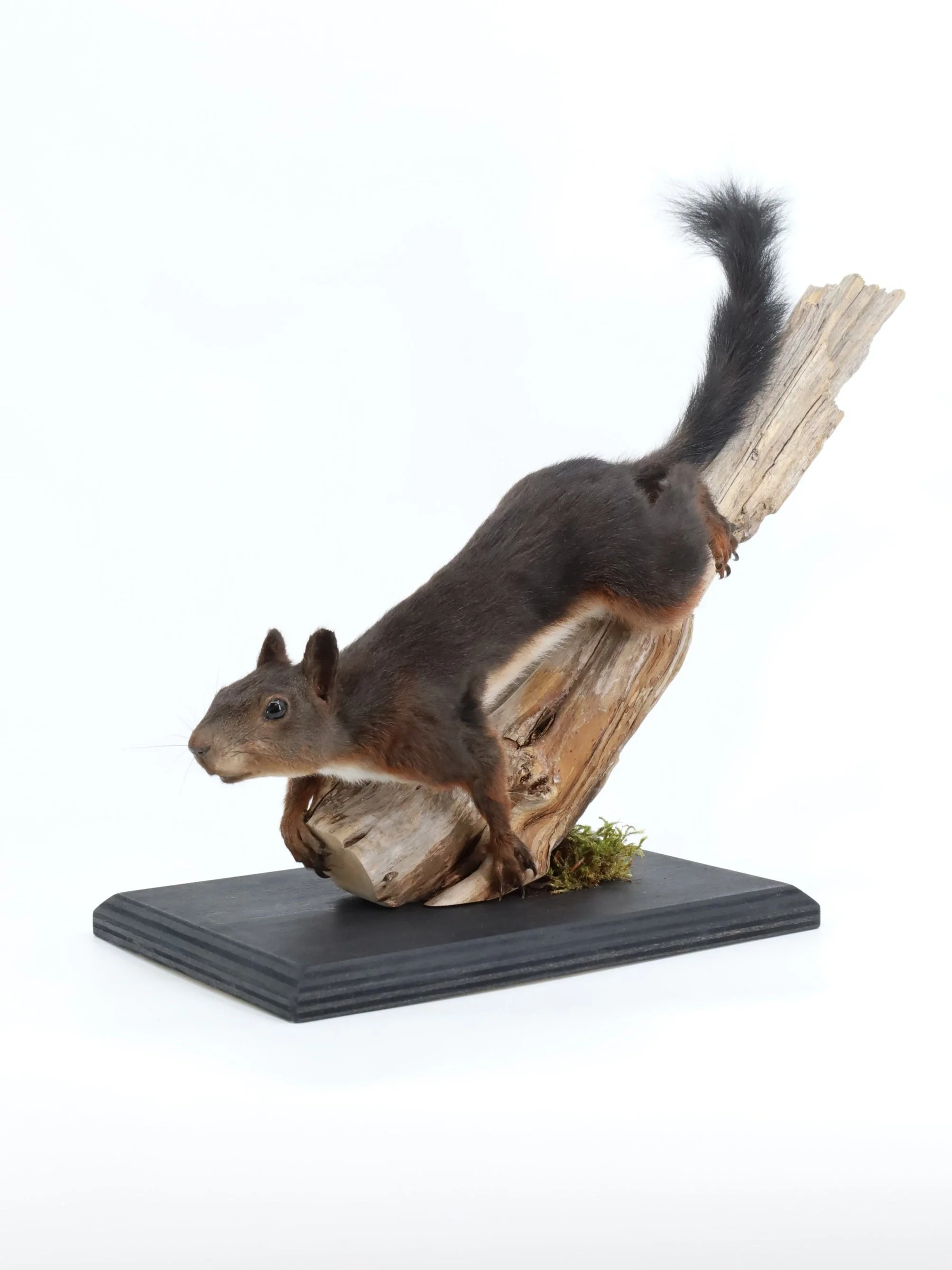 %p Tierpräparat Eichhörnchen 