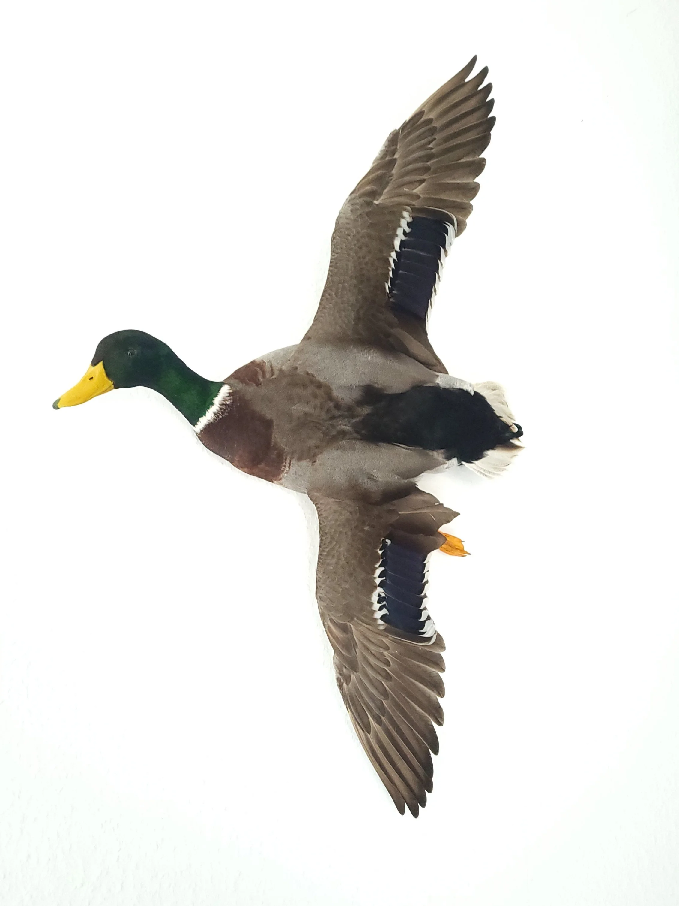 %p Stockente Wandaufhängung Tierpräparat