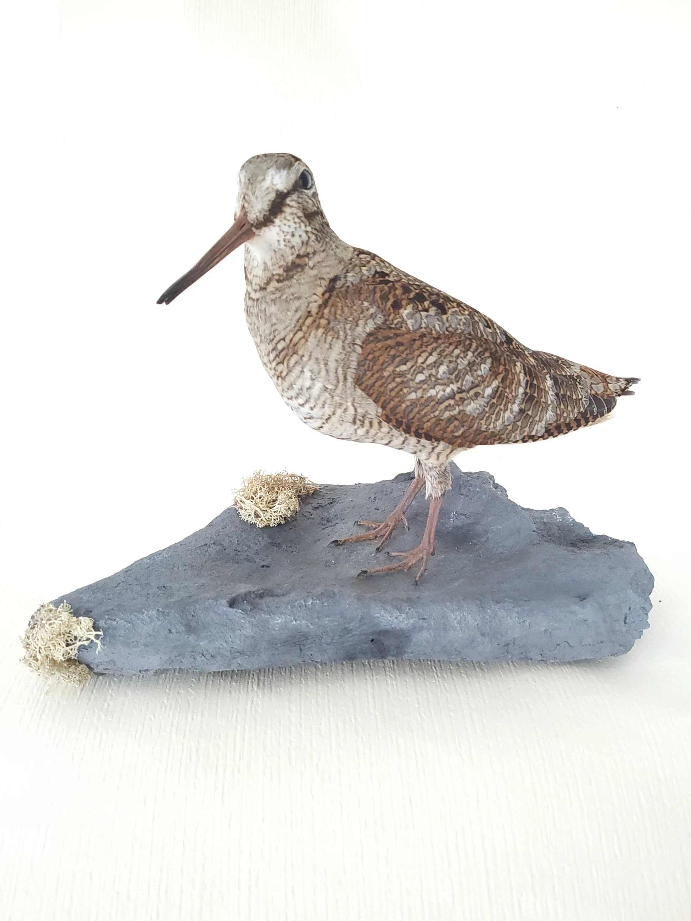 Präparierter Vogel, Waldschnepfe, auf grauem Sockel, mit natürlichen Farben und langen Schnabel.