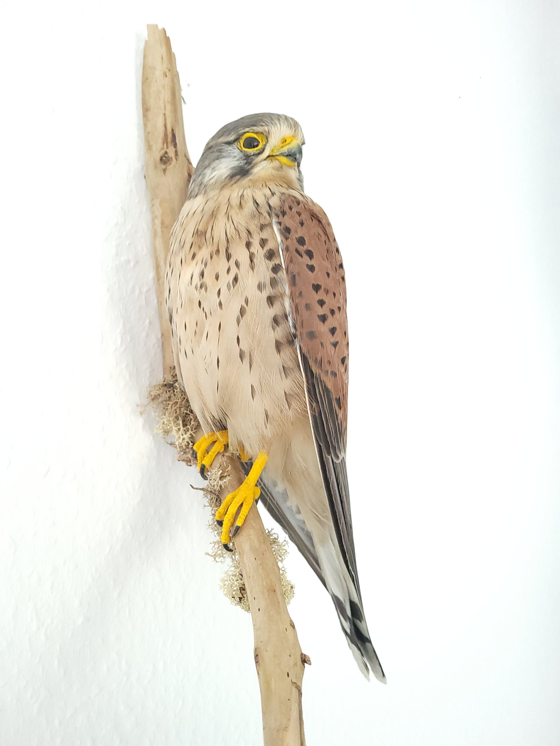 Ein Turmfalke sitzt auf einem Ast vor einer weißen Wand.