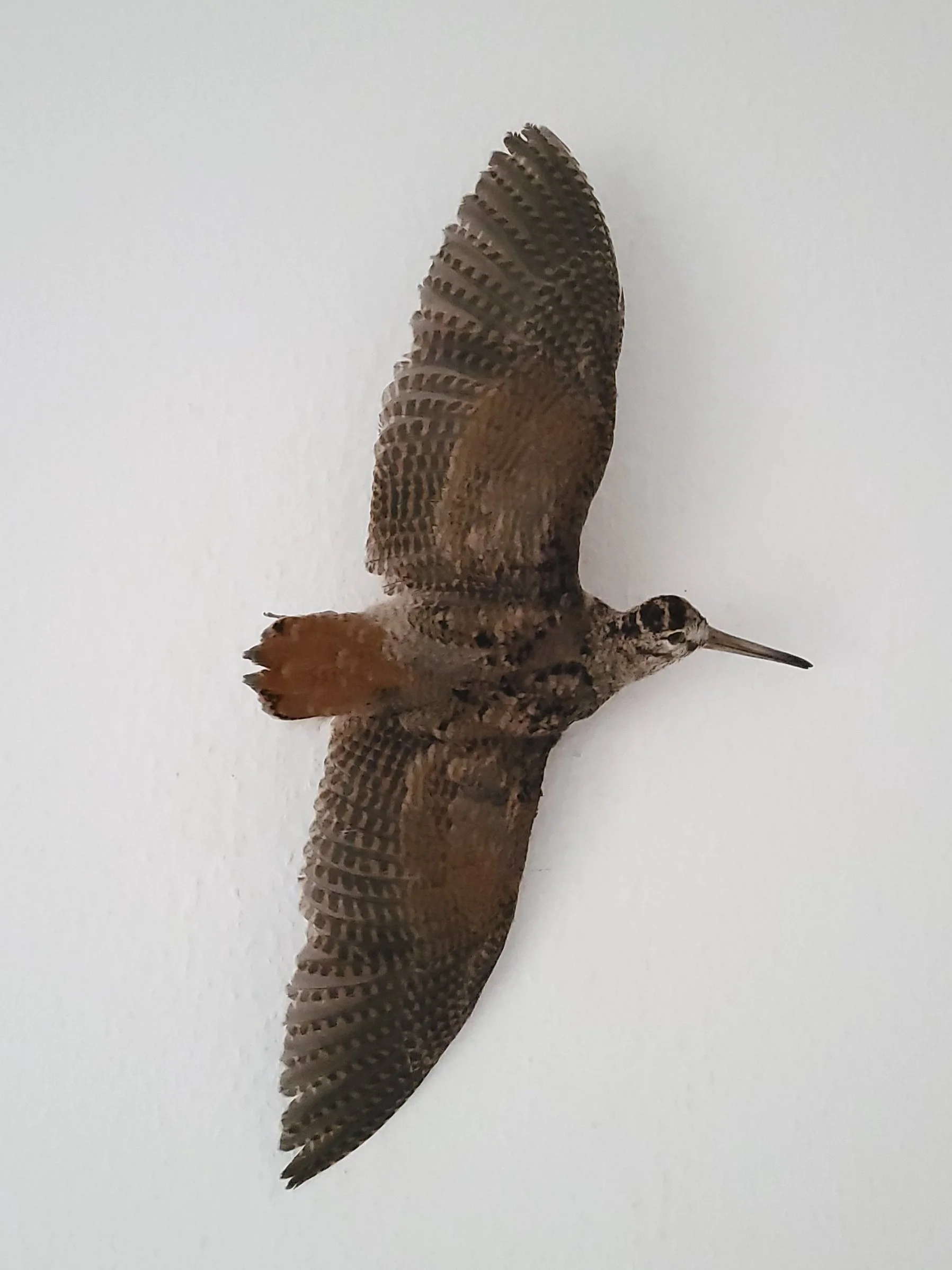 %p Schnepfe Präparat Fliegend Wandmontage