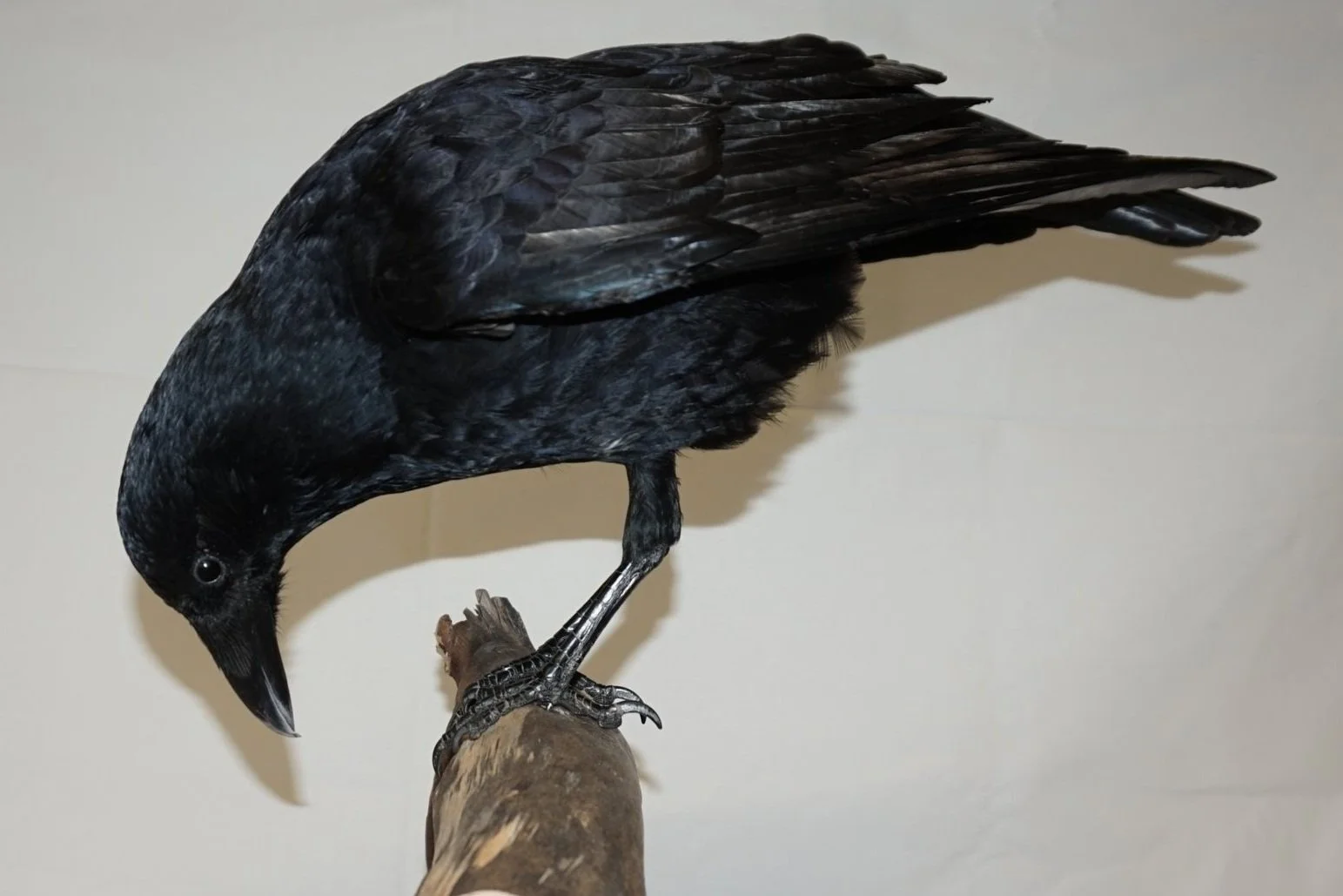 %p  Präparat Krähe Corvus