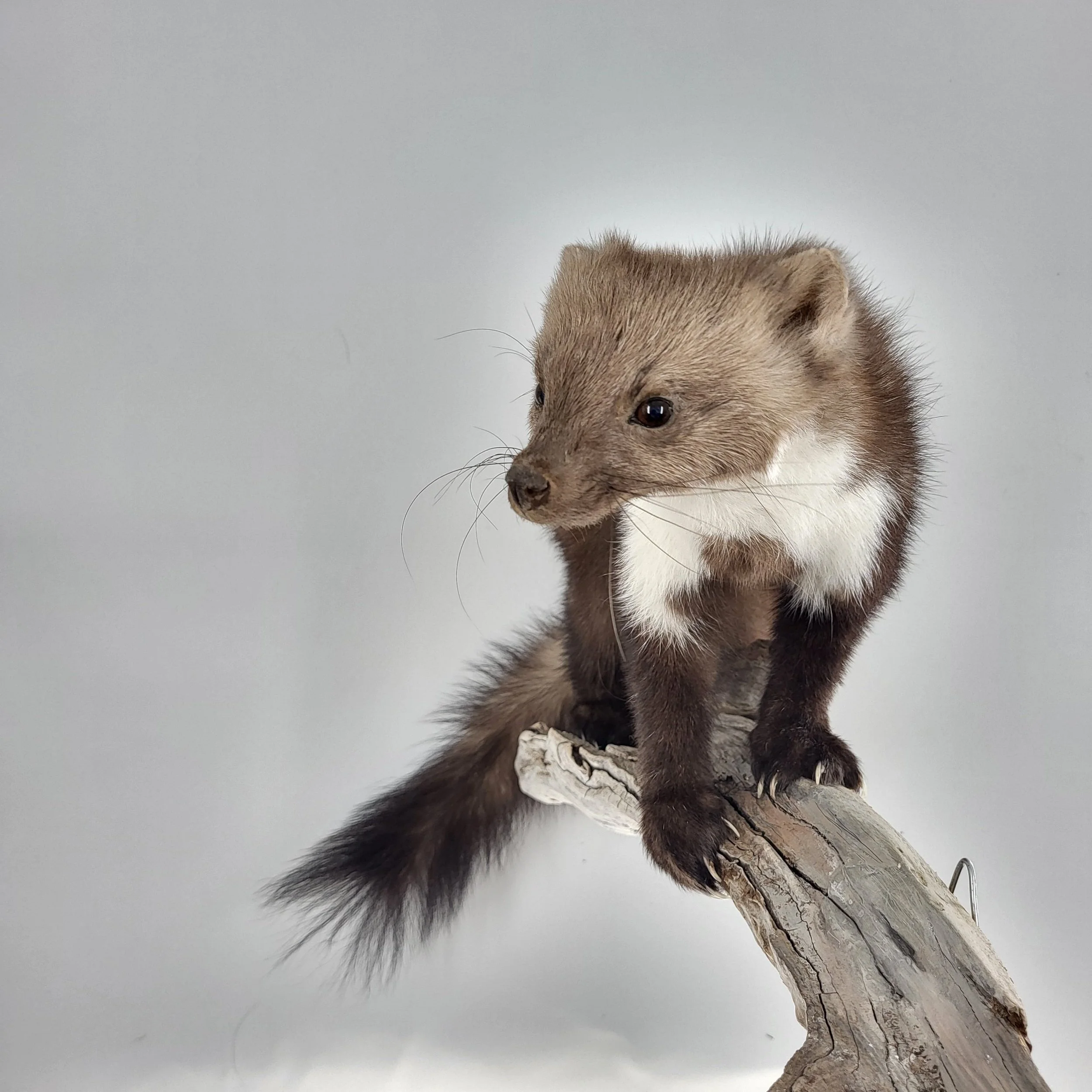 Präparat Steinmarder Raubwildpräparation