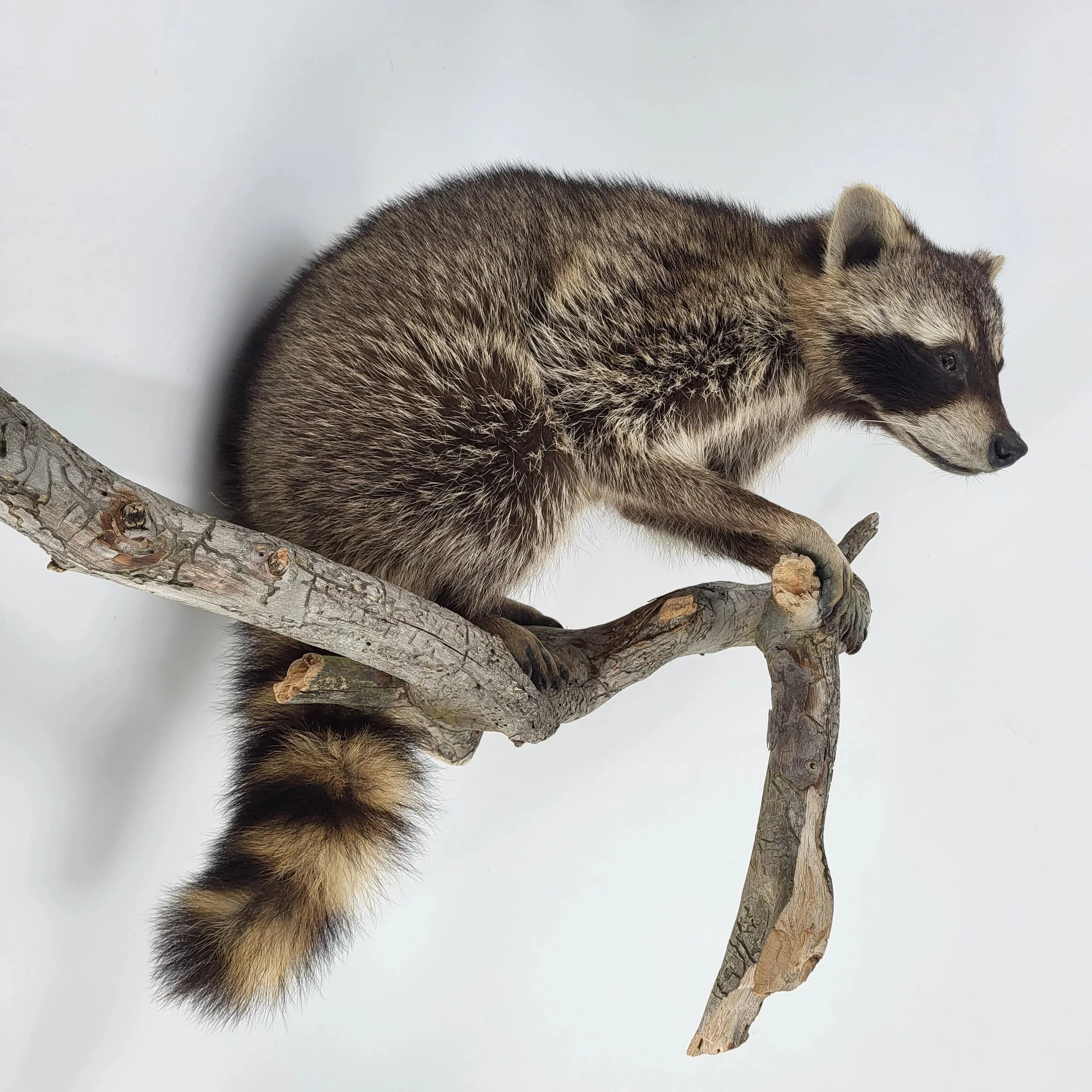 Präparierter Waschbär Raubwild Präparation