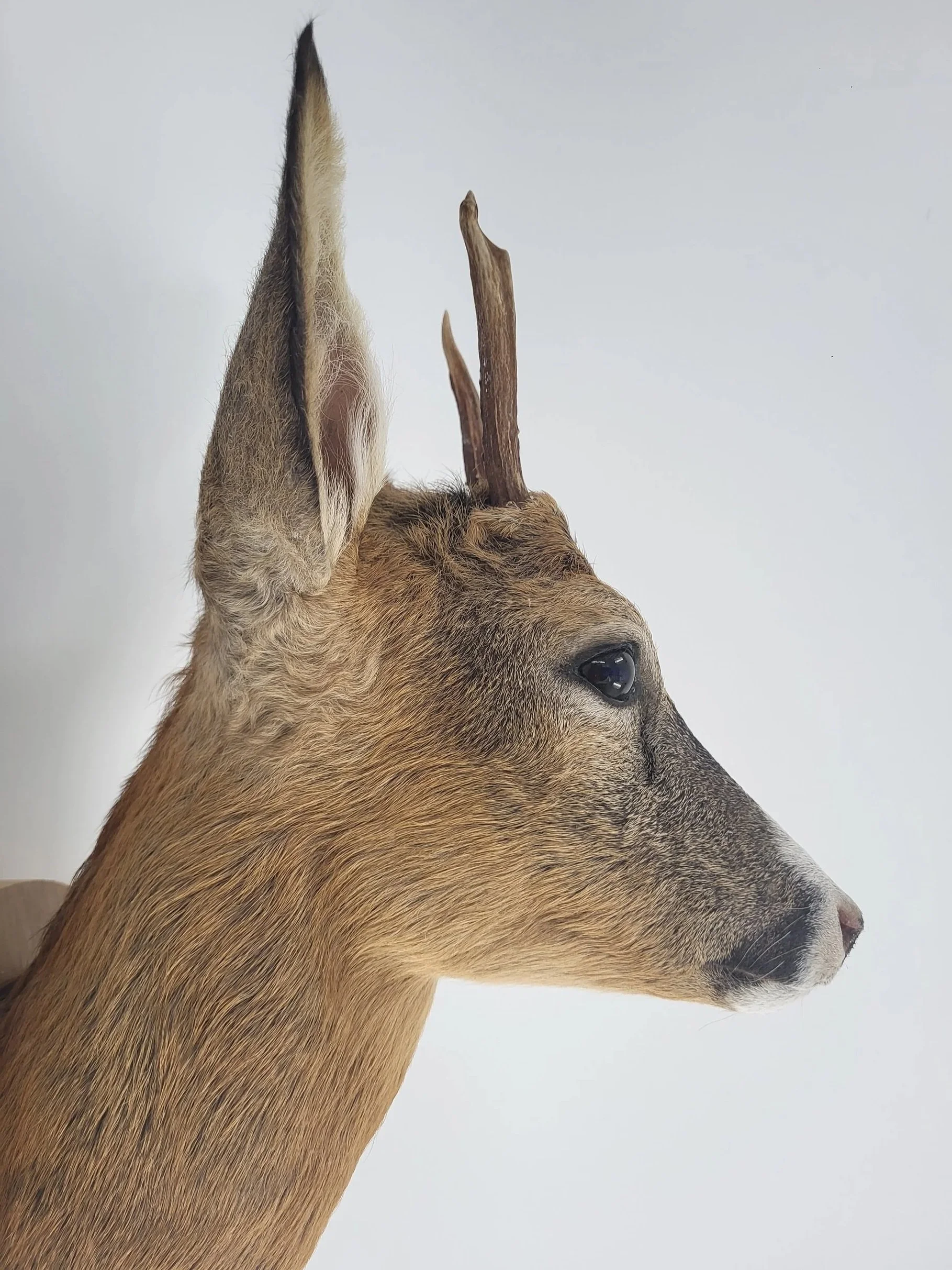 Rehbock Kopf- Schulter aus dem Profil