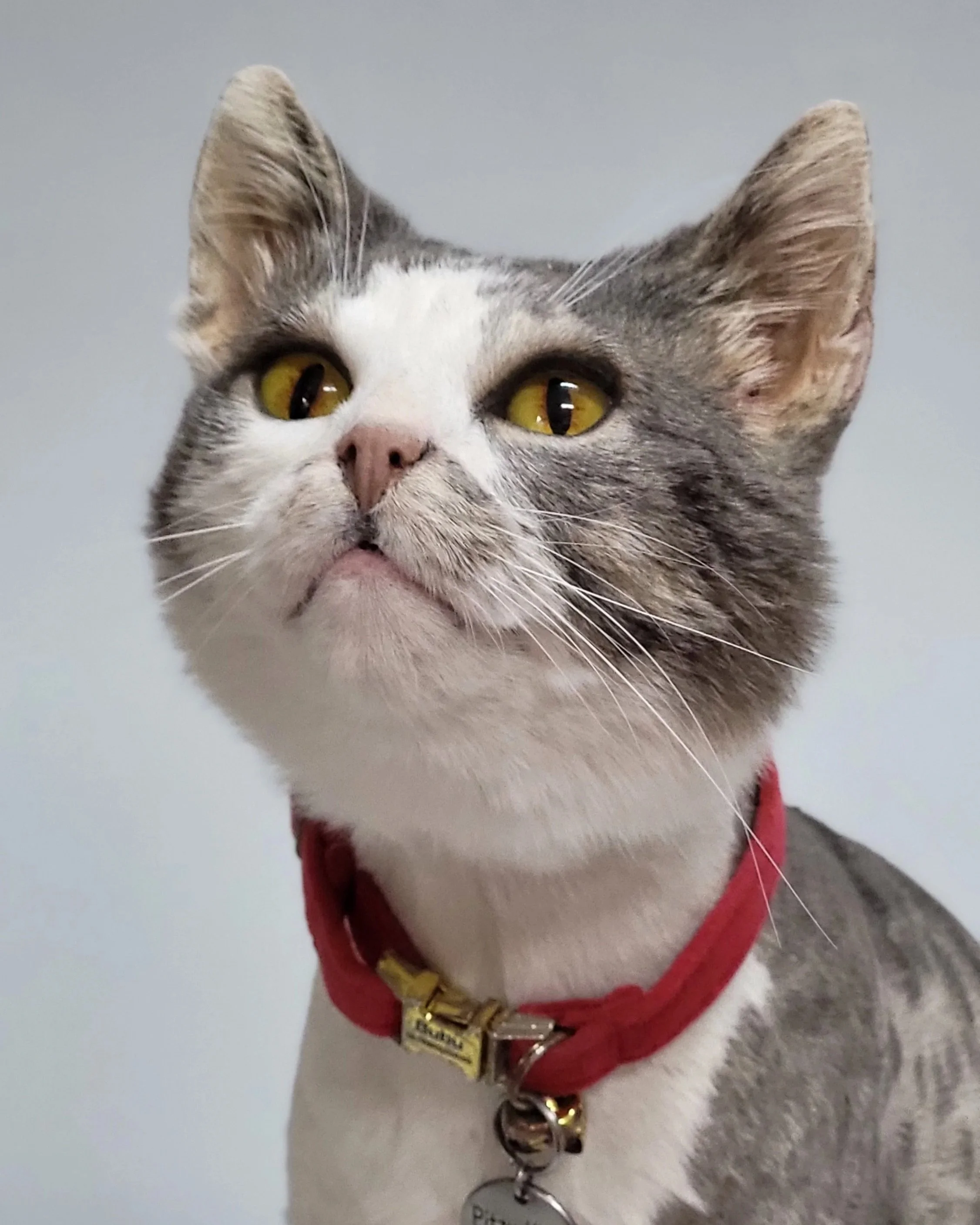 Haustierpräparation Katze Baden Württemberg, Hessen Thüringen Bayern